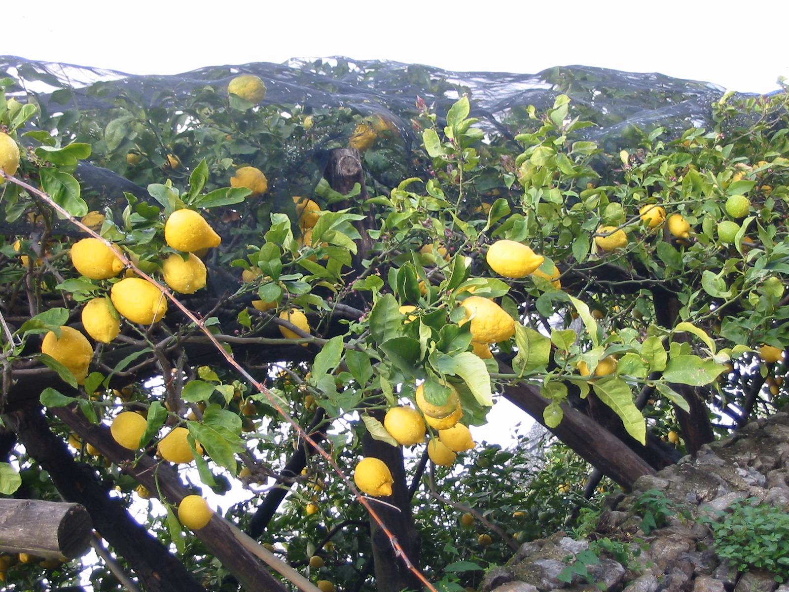 레몬나무(Citrus limon) — 미니어처 시트러스