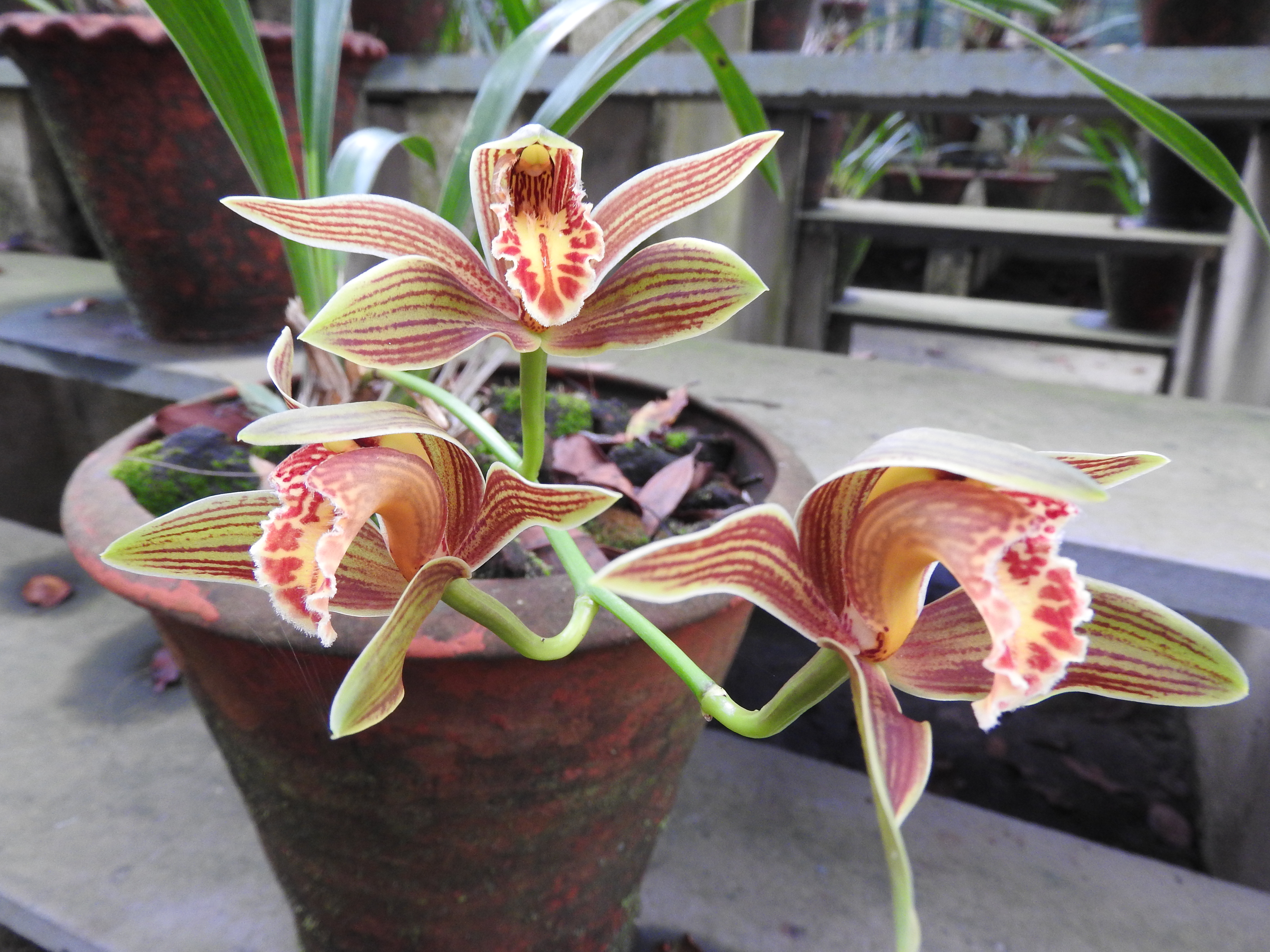 심비디움(Cymbidium) — 긴 꽃대의 양란