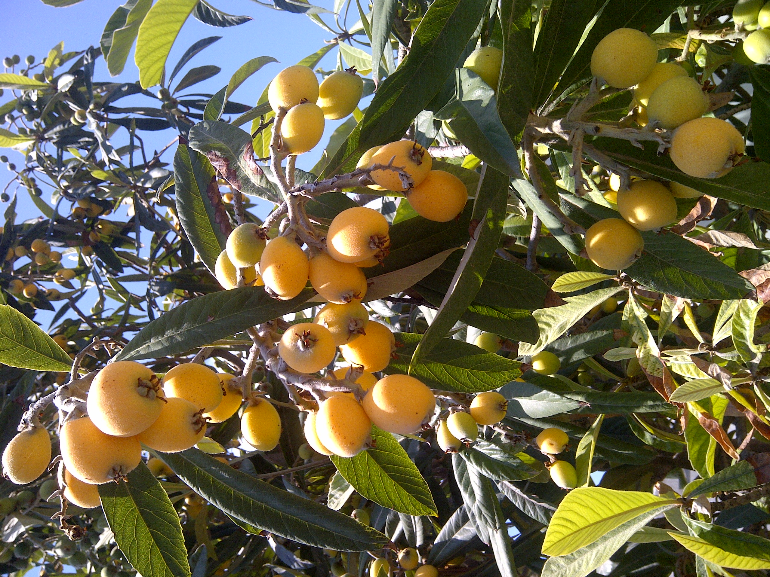 비파나무(Eriobotrya japonica) 대표 사진