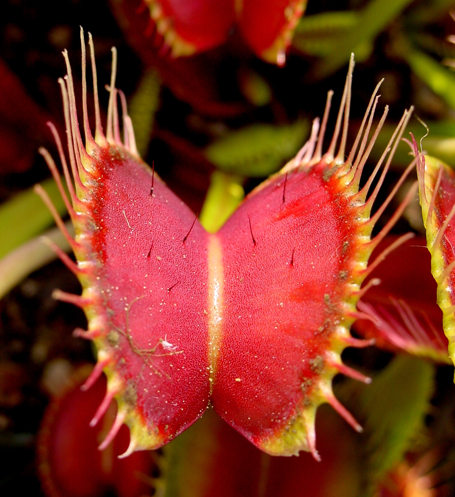 파리지옥(Dionaea muscipula) — Wikimedia Commons CC 라이선스 대표 사진