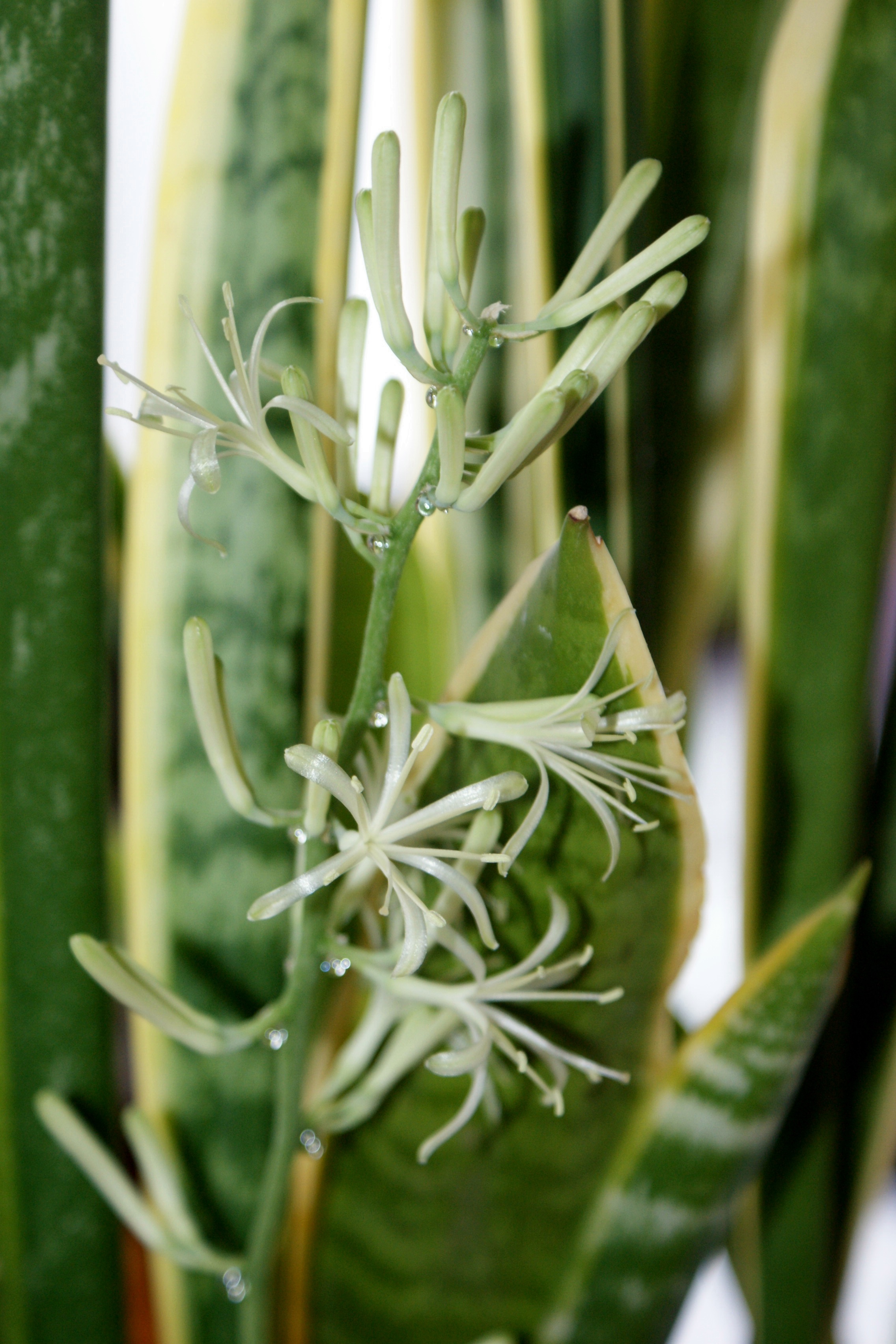 산세베리아(Dracaena trifasciata) — 음지·건조에 강한 초보 추천 식물
