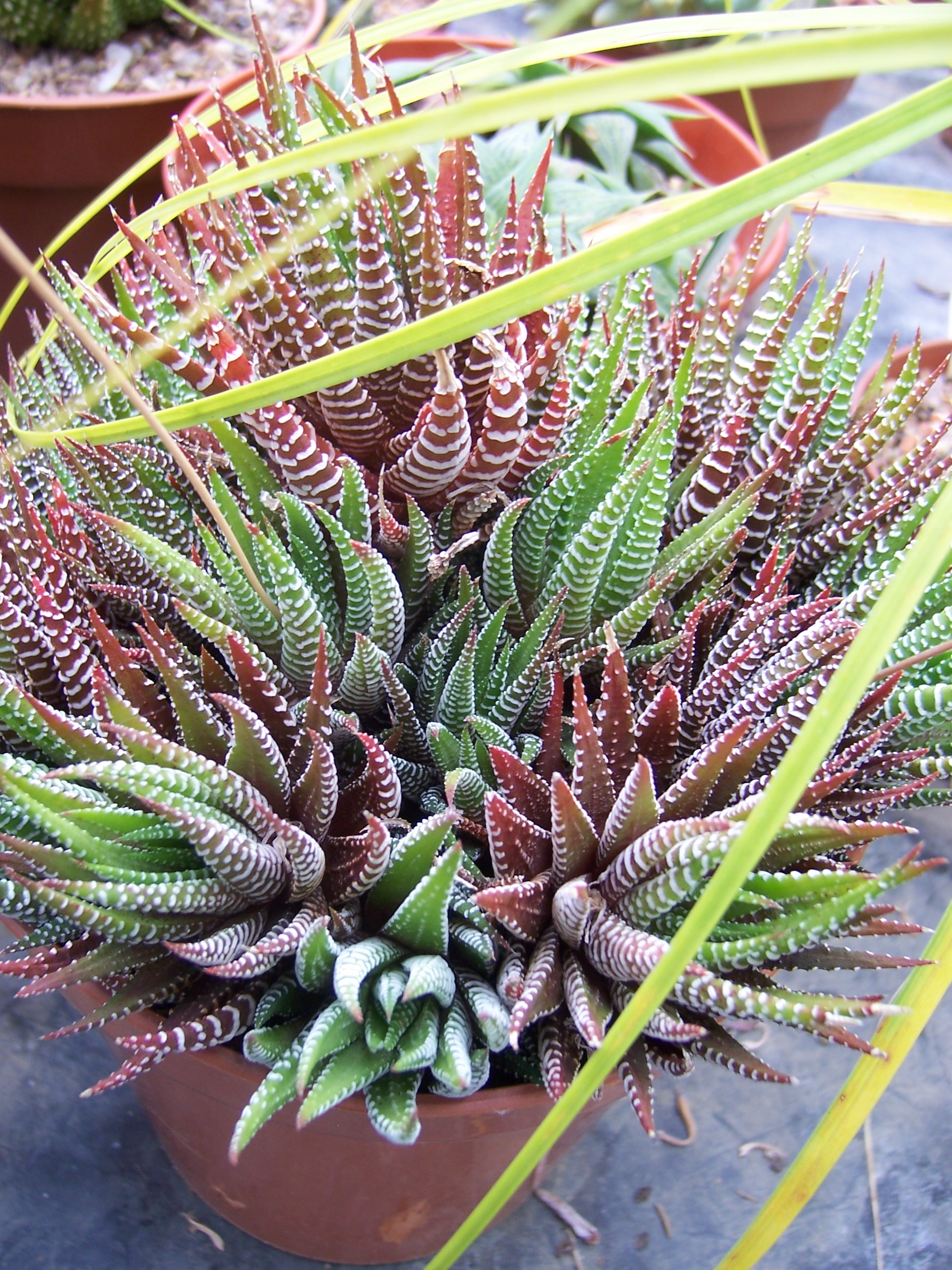 아테누아타(Haworthiopsis attenuata) — Wikimedia Commons CC 라이선스 대표 사진