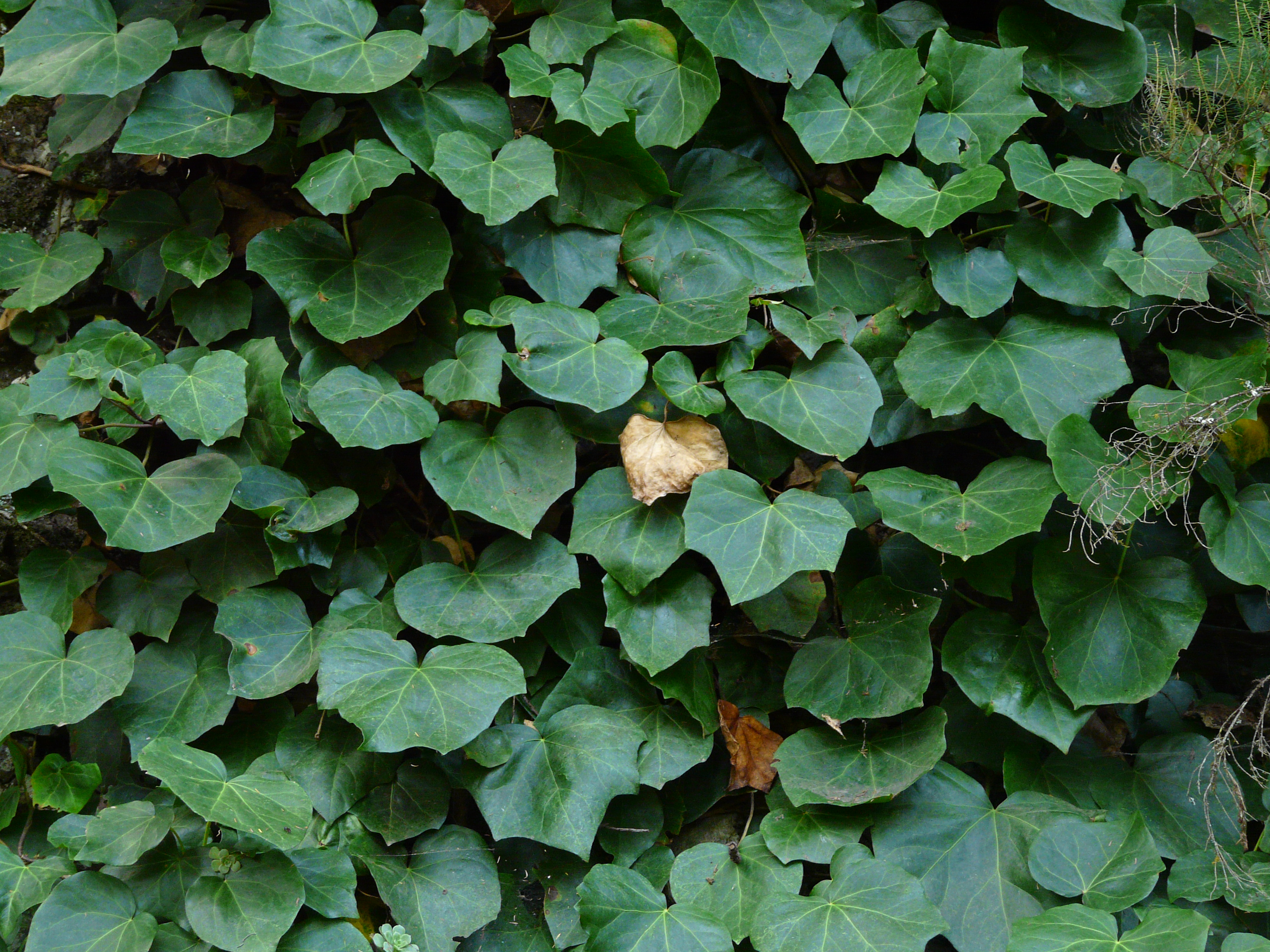 카나리 아이비(Hedera canariensis) — 큰 잎 광택 덩굴 관엽