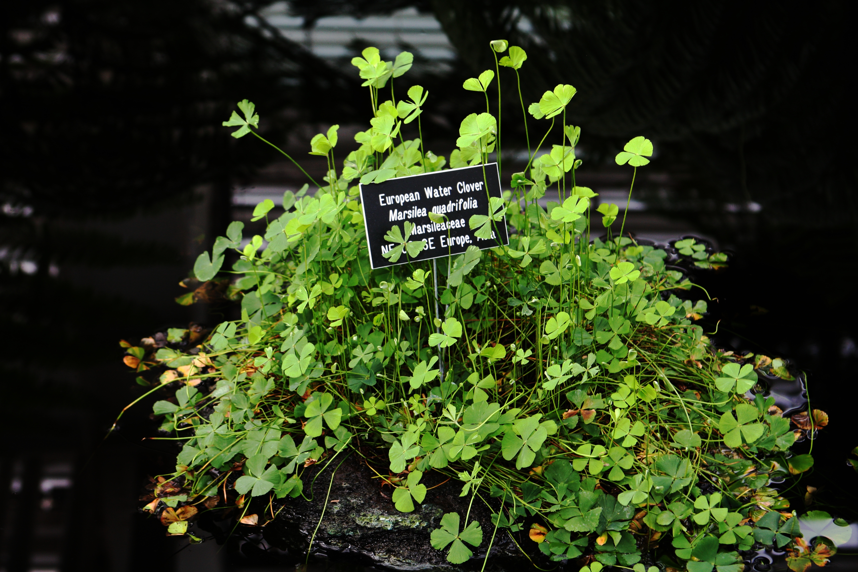 네잎클로버양치(Marsilea quadrifolia) — Wikimedia Commons