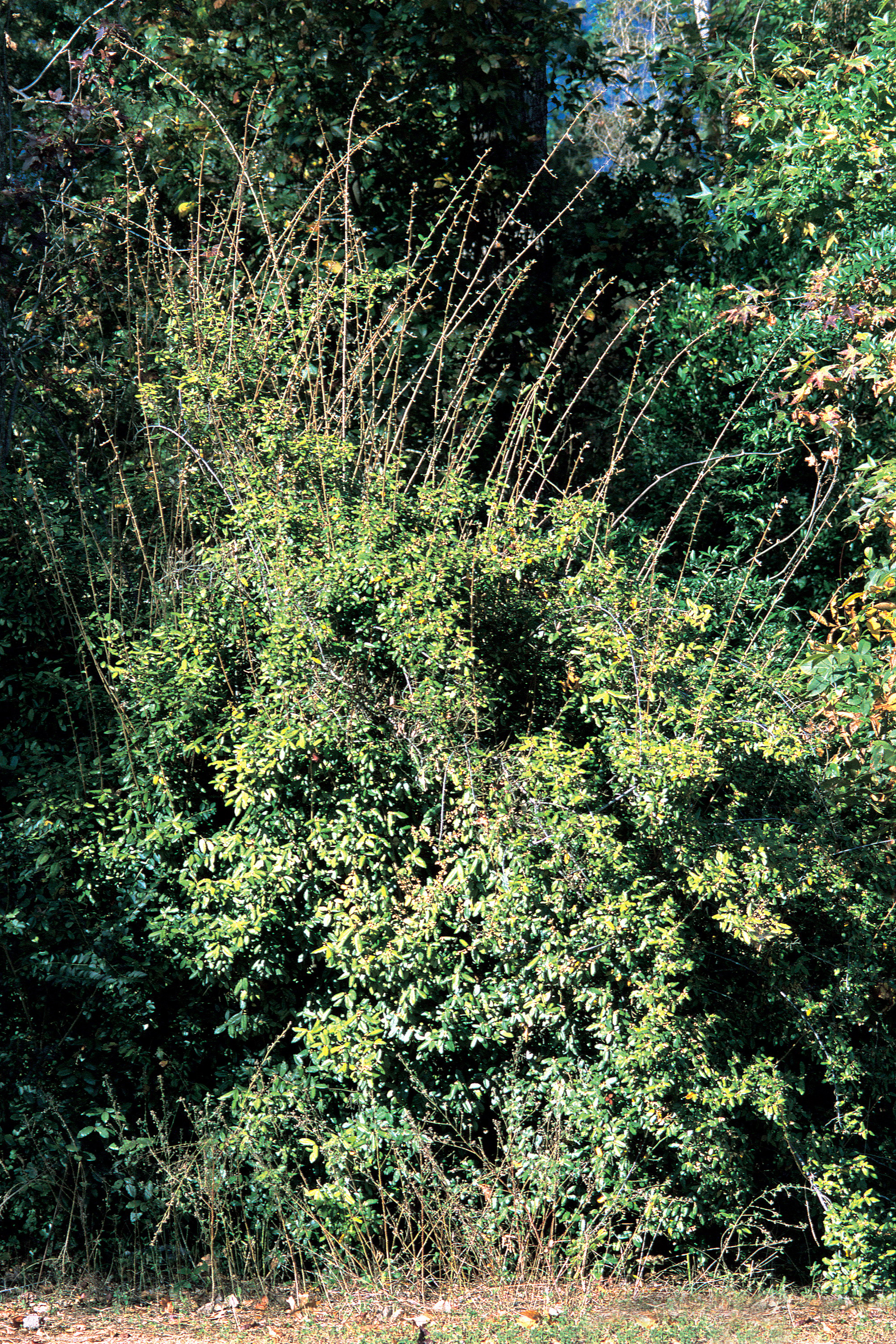 보리수나무(Elaeagnus pungens) — Wikimedia Commons CC 라이선스 대표 사진
