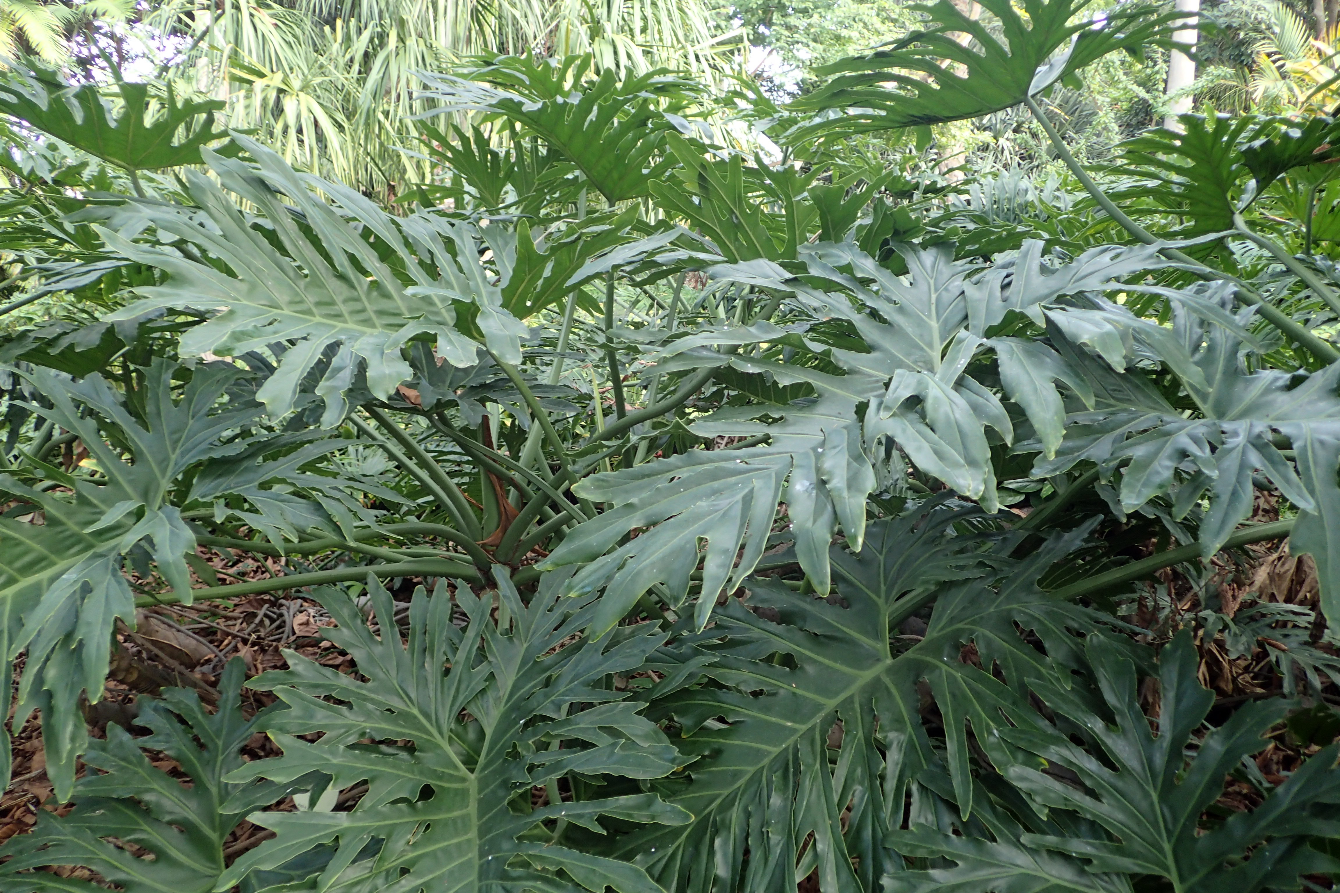 셀로움(Philodendron bipinnatifidum) — 거대한 깃털 모양 잎