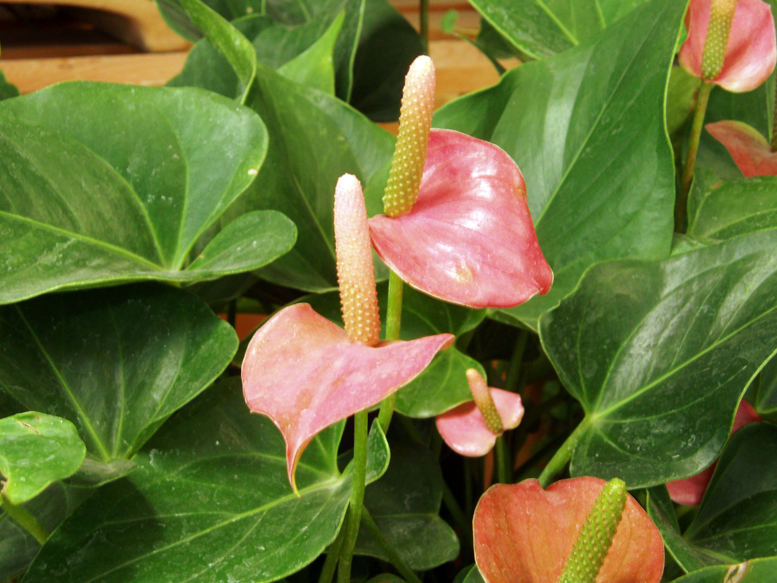 안스리움(Anthurium andraeanum) — 빨강 하트 모양 불염포