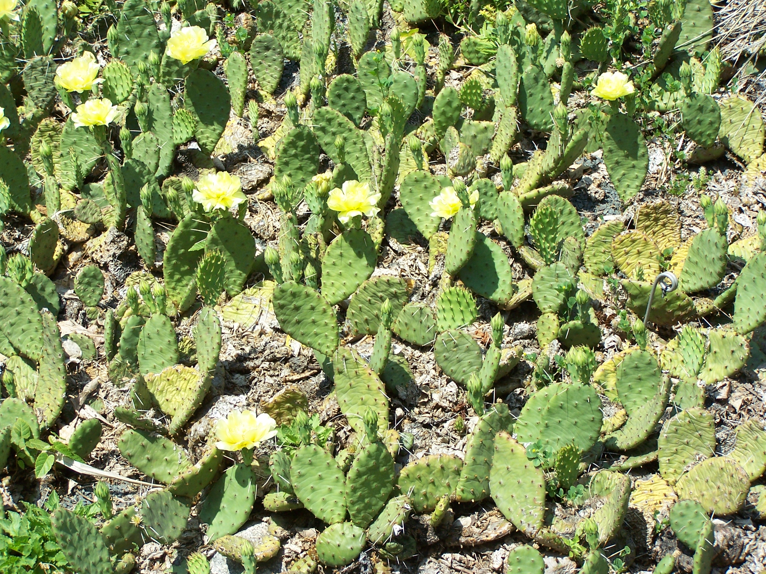 한국자생선인장(Opuntia humifusa) 대표 사진