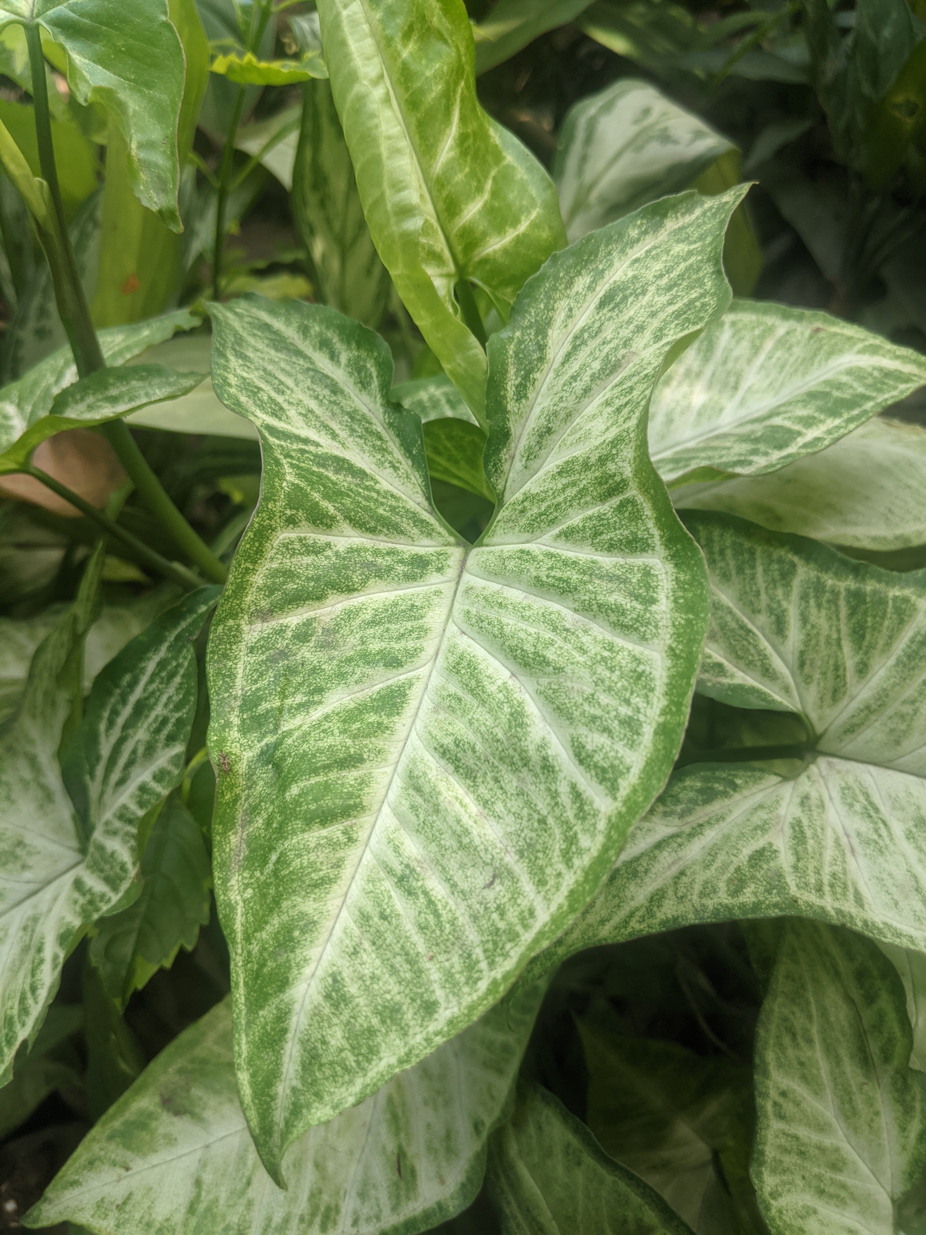 싱고니움(Syngonium podophyllum) — 화살촉 모양 잎