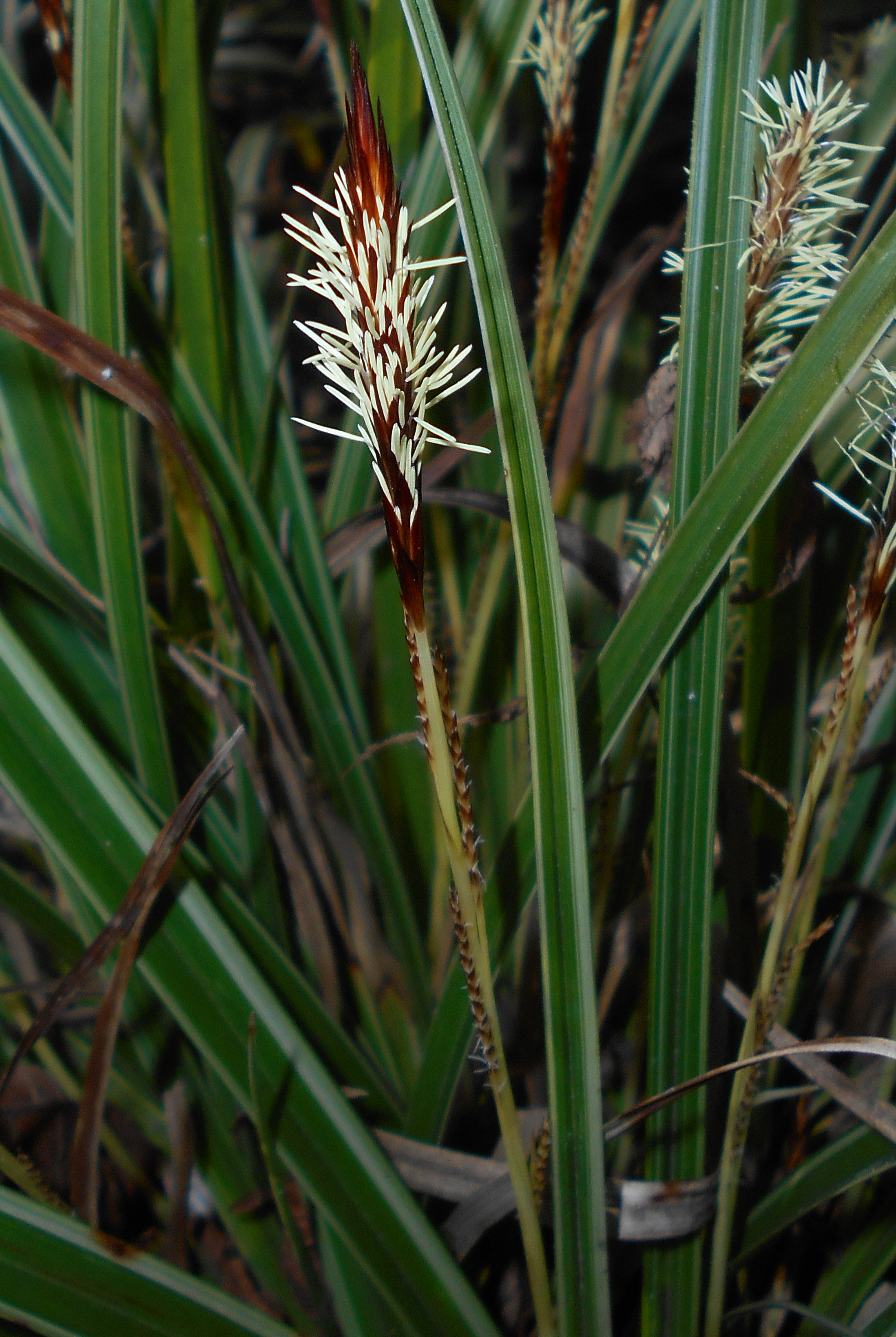 사초(Carex morrowii) — Wikimedia Commons CC 라이선스 대표 사진