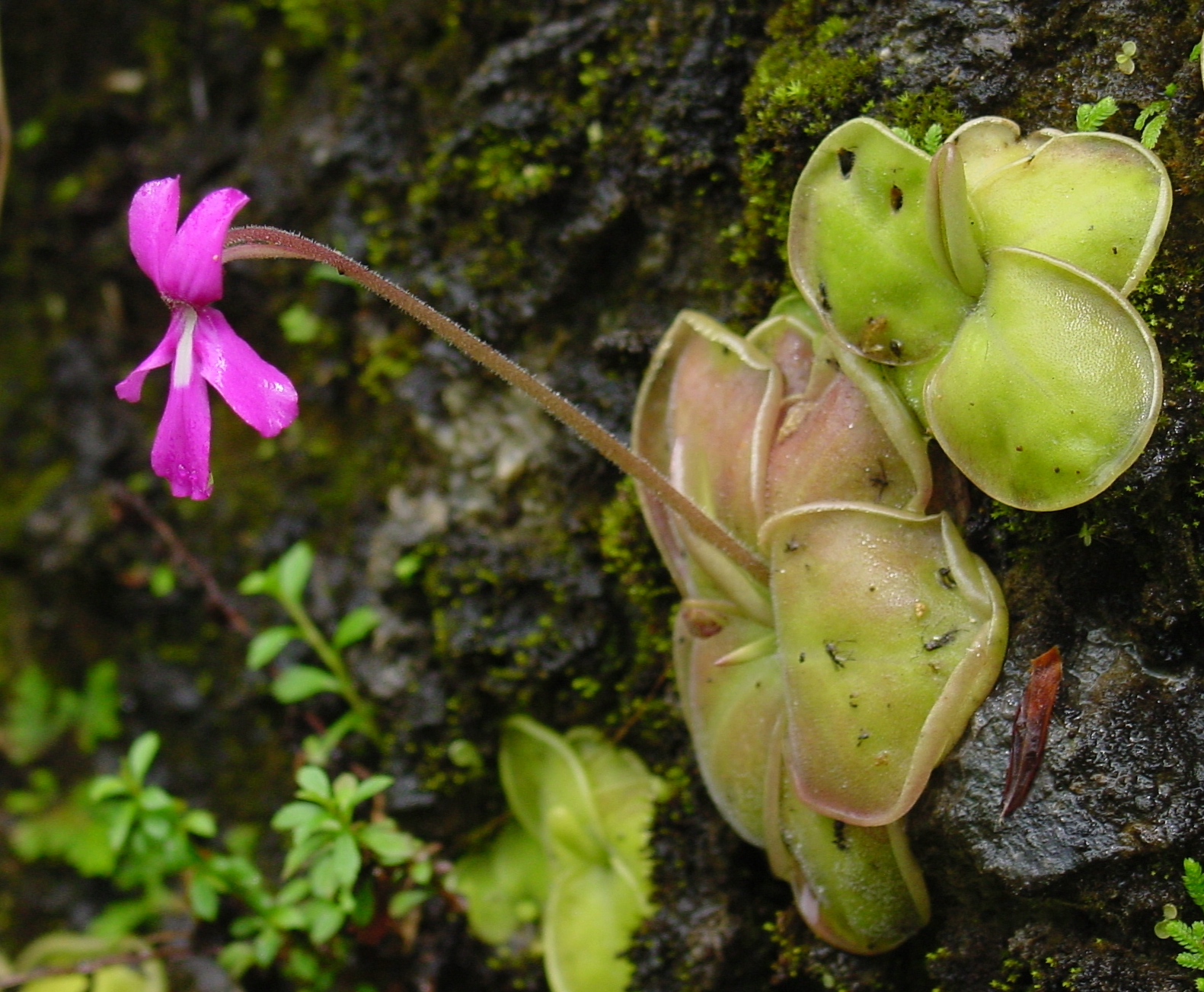 핀구이쿨라(Pinguicula moranensis) — Wikimedia Commons CC 라이선스 대표 사진