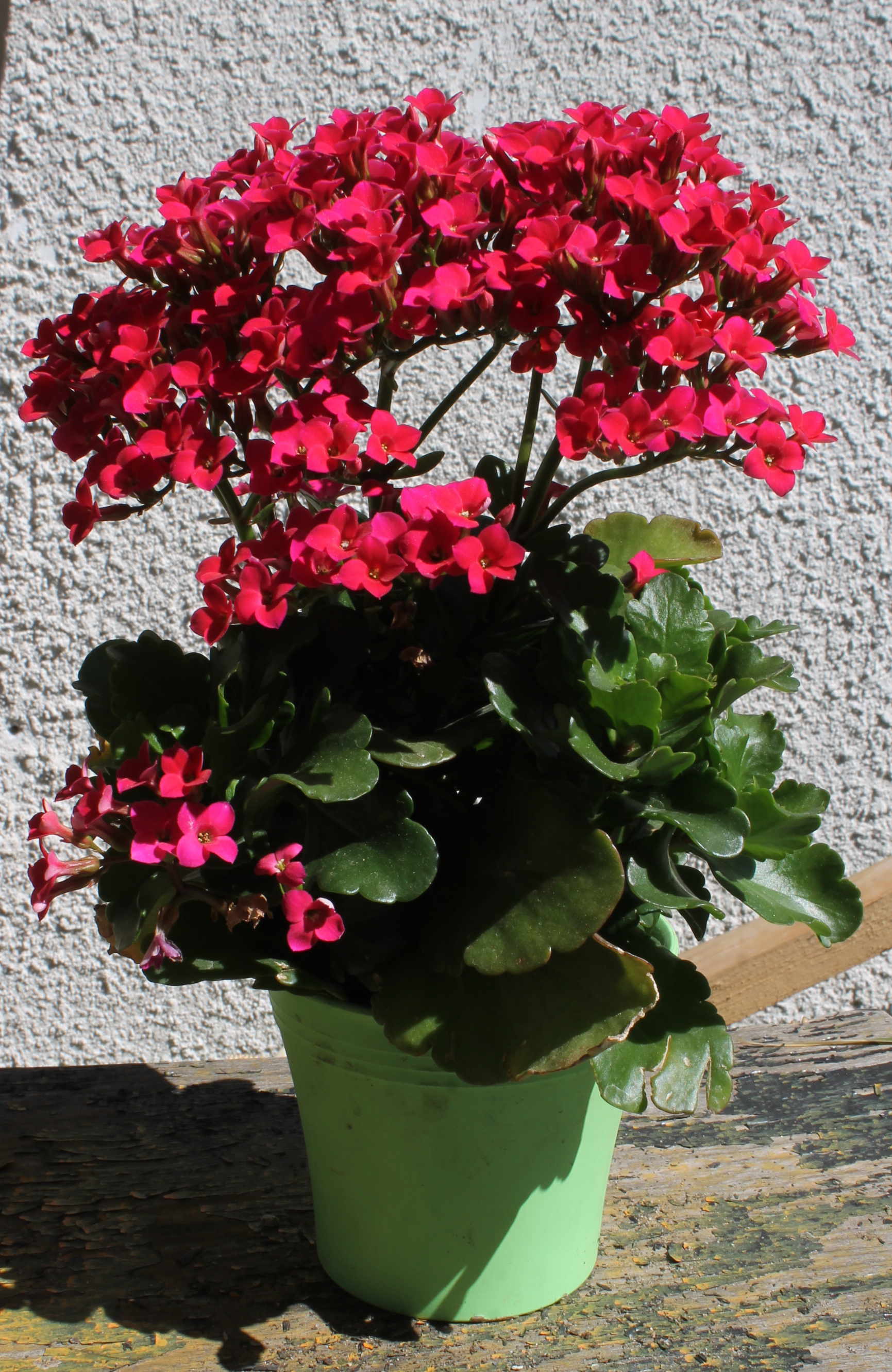 카랑코에(Kalanchoe blossfeldiana) — 겨울~봄 꽃을 피우는 다육