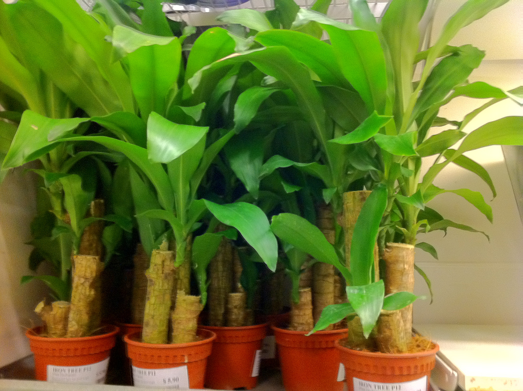 행운목(Dracaena fragrans) — 굵은 줄기와 다발 모양 잎