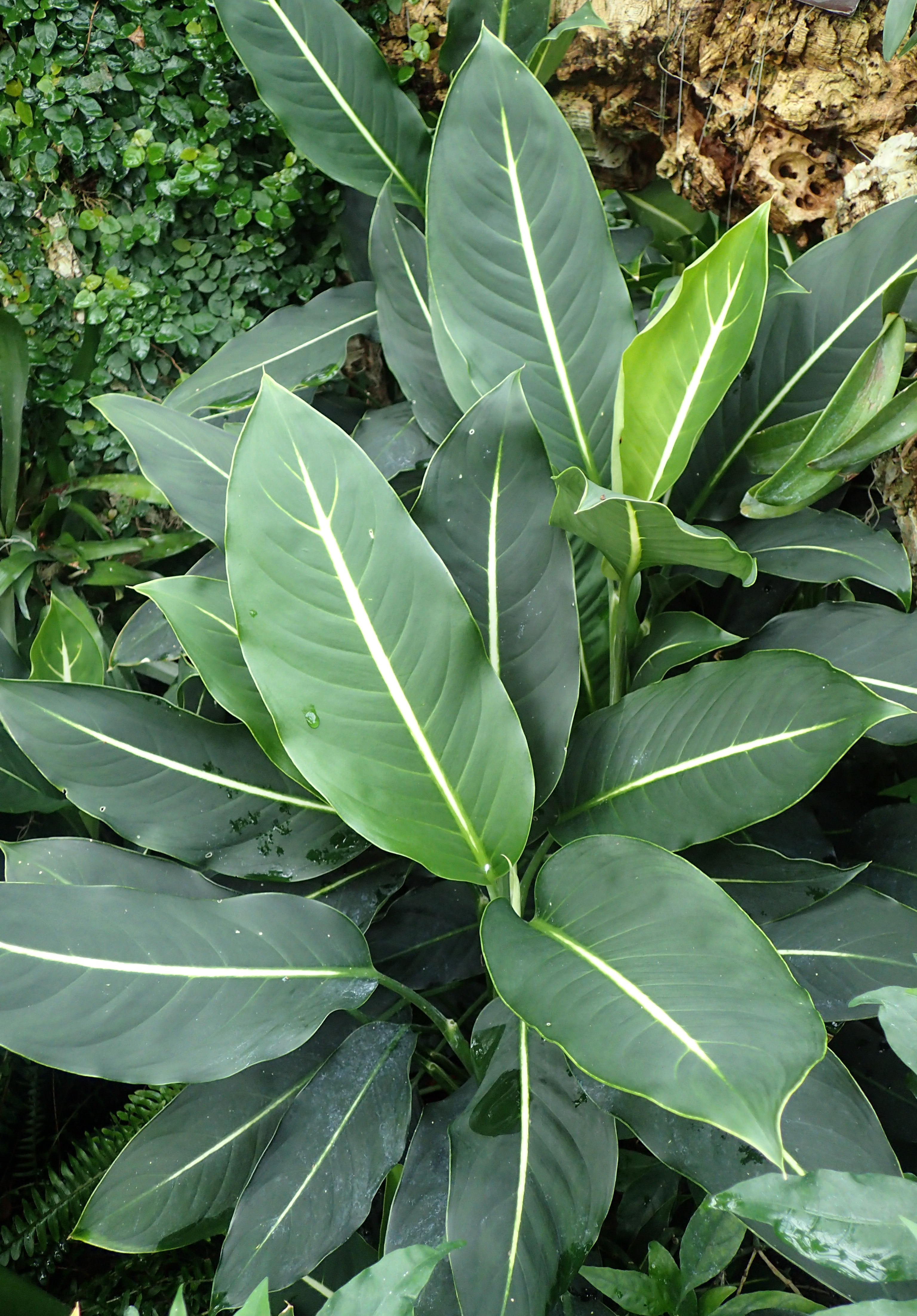 디펜바키아(Dieffenbachia) 잎 — 녹색 바탕에 크림색 무늬