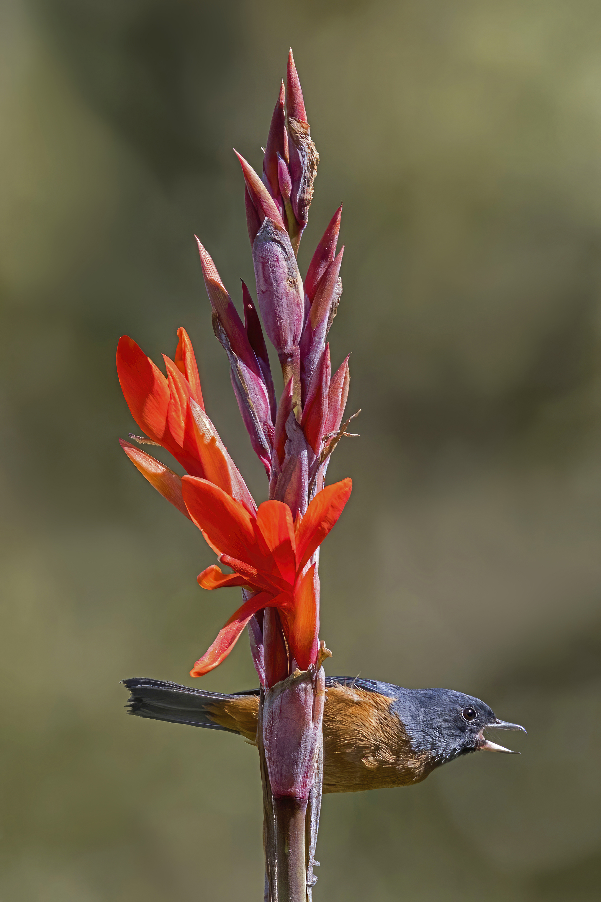 칸나(Canna indica) — Wikimedia Commons CC 라이선스 대표 사진