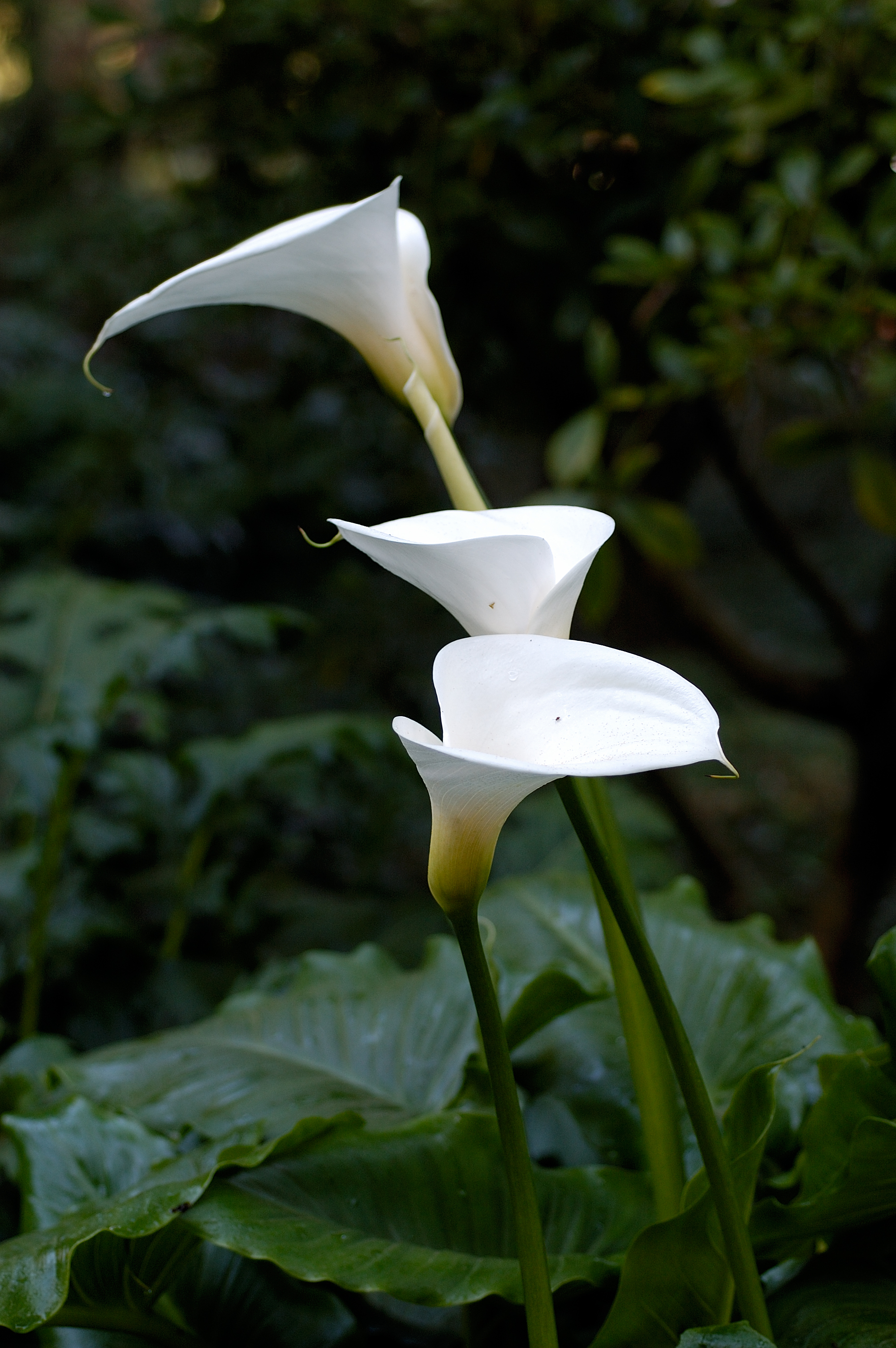 흰칼라(Zantedeschia aethiopica) — Wikimedia Commons CC 라이선스 대표 사진