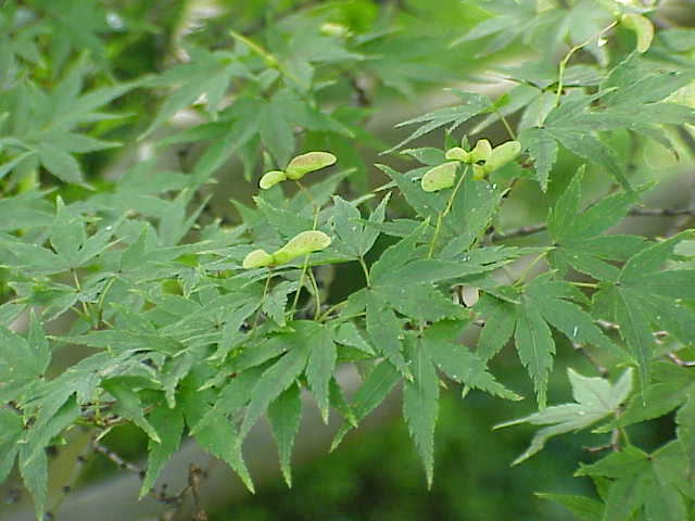 단풍나무(Acer palmatum) 대표 사진
