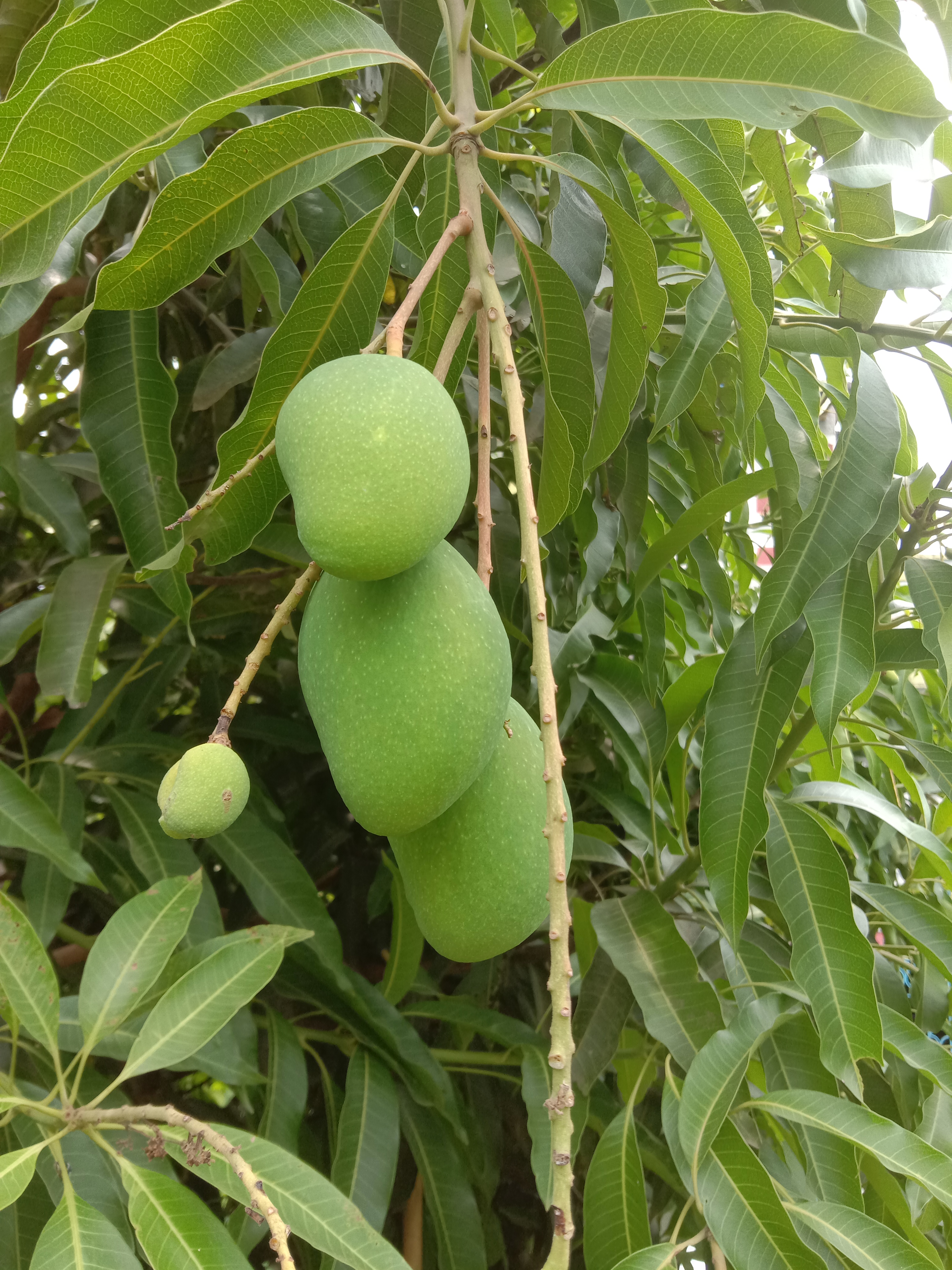 망고(Mangifera indica) — Wikimedia Commons CC 라이선스 대표 사진