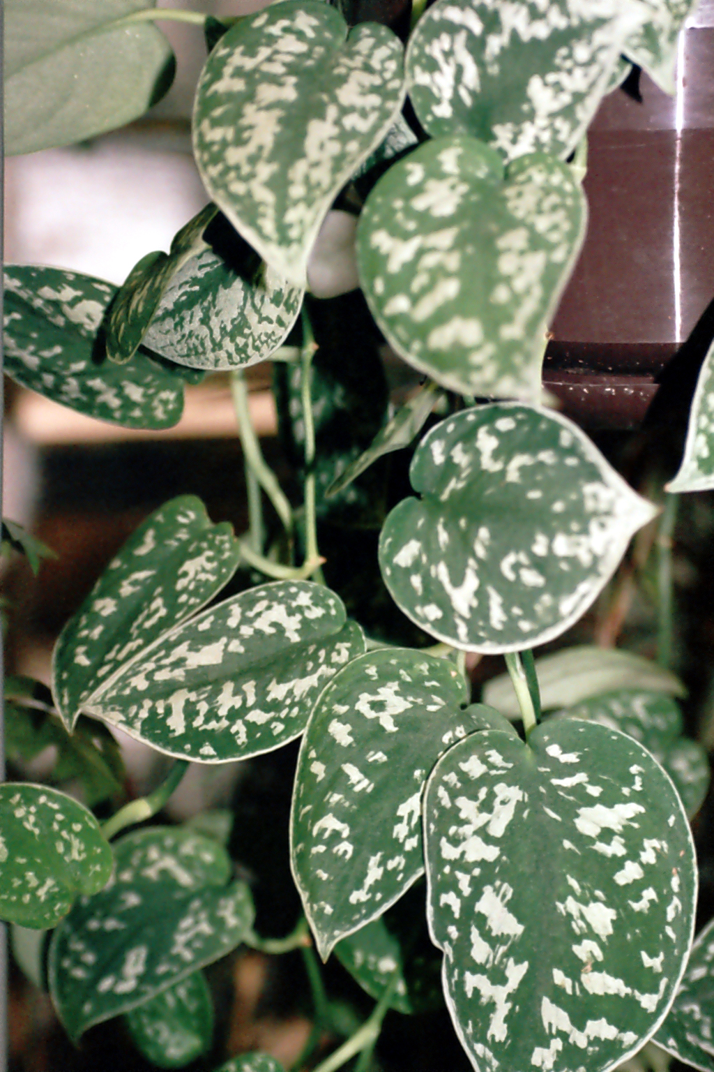 스킨답수스 픽투스(Scindapsus pictus) — Wikimedia Commons CC 라이선스 대표 사진