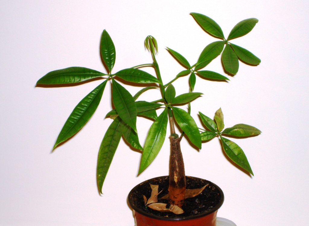 파키라(Pachira aquatica) — 5개 손가락 모양 잎의 행운목