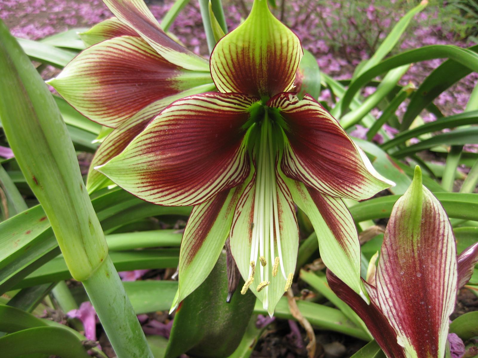파필리오 아마릴리스(Hippeastrum papilio) — Wikimedia Commons CC 라이선스 대표 사진