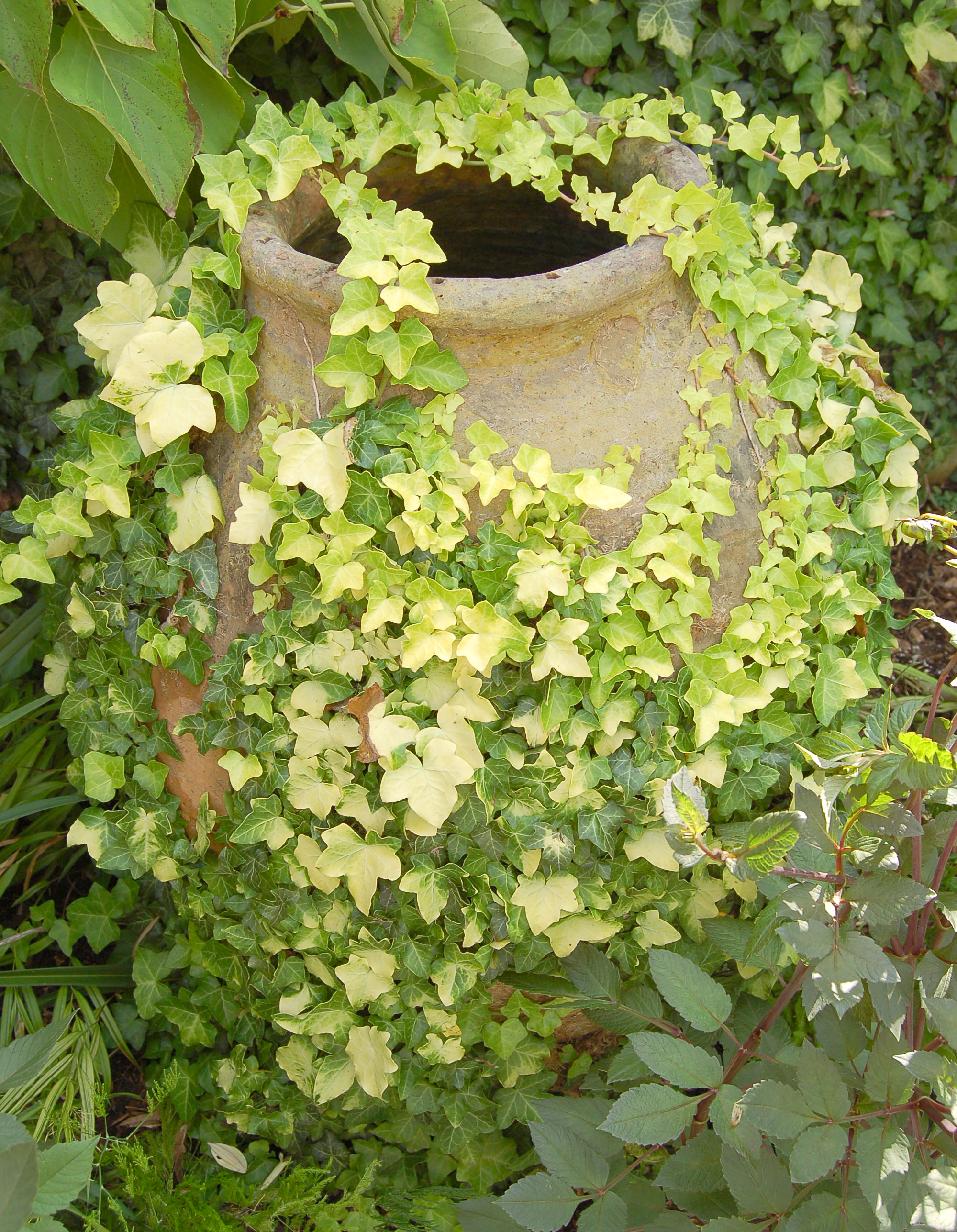 잉글리시 아이비(Hedera helix 'Buttercup') — 덩굴성 관엽
