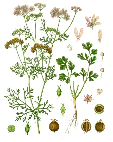 고수(Coriandrum sativum) 대표 사진