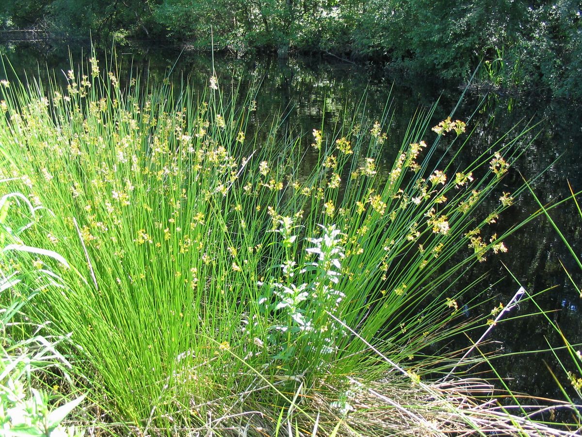 골풀(Juncus effusus) — Wikimedia Commons CC 라이선스 대표 사진