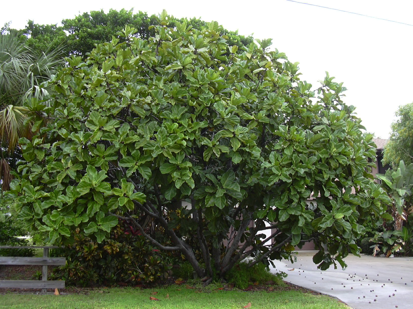 피들리프 무화과(Ficus lyrata) — 바이올린 모양 큰 잎