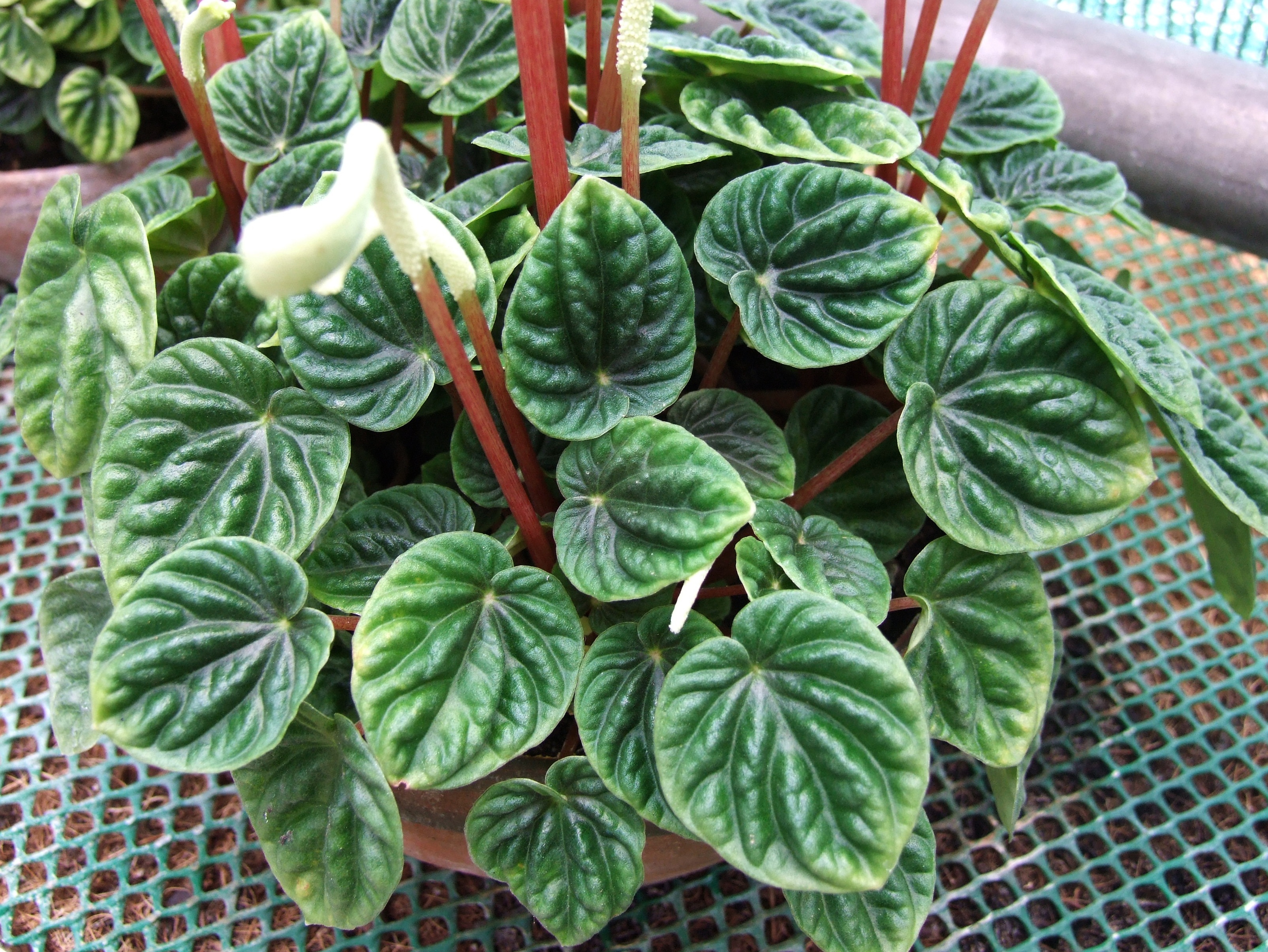 카페라타(Peperomia caperata) — Wikimedia Commons CC 라이선스 대표 사진