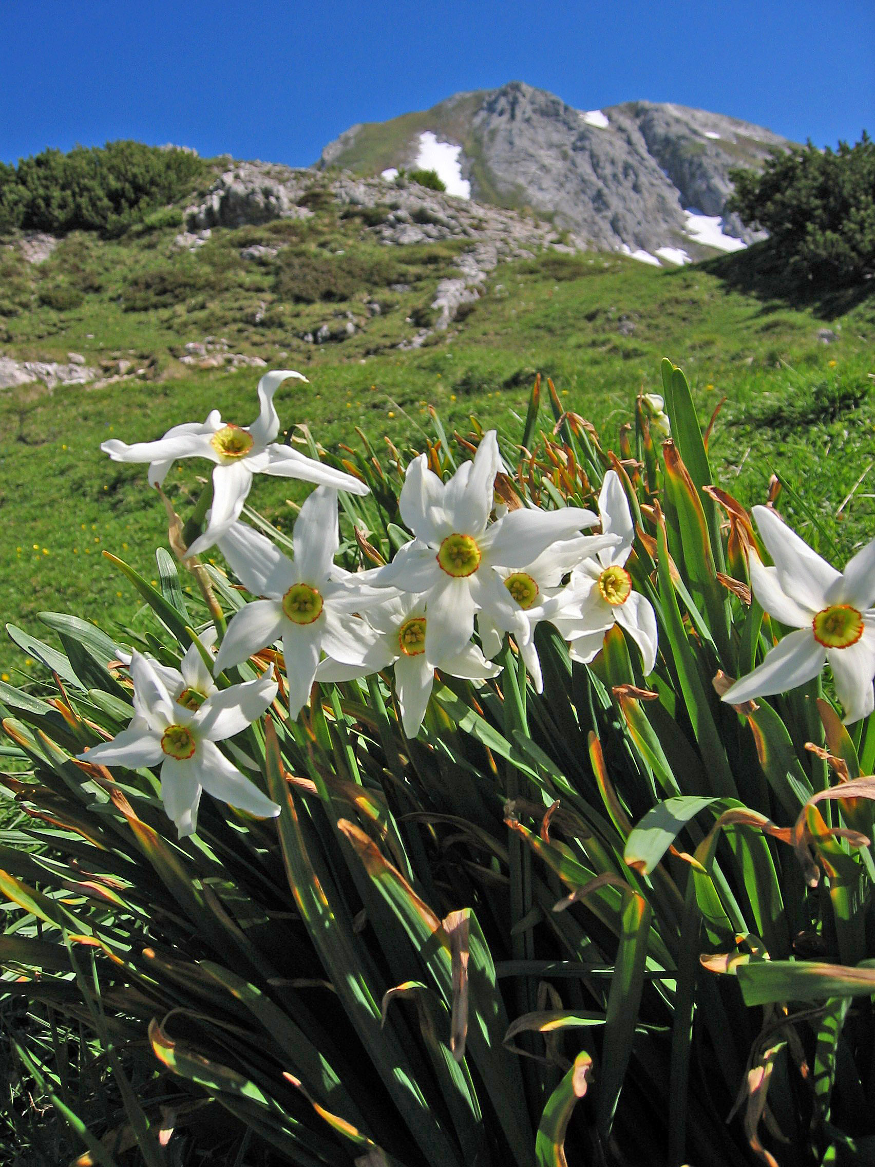 수선화(Narcissus poeticus) — 노란·흰 꽃의 봄 구근 식물