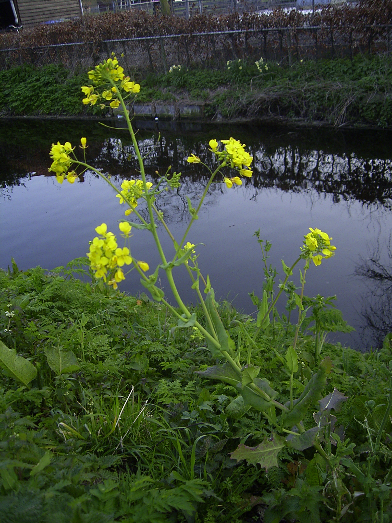 청경채(Brassica rapa) — Wikimedia Commons CC 라이선스 대표 사진