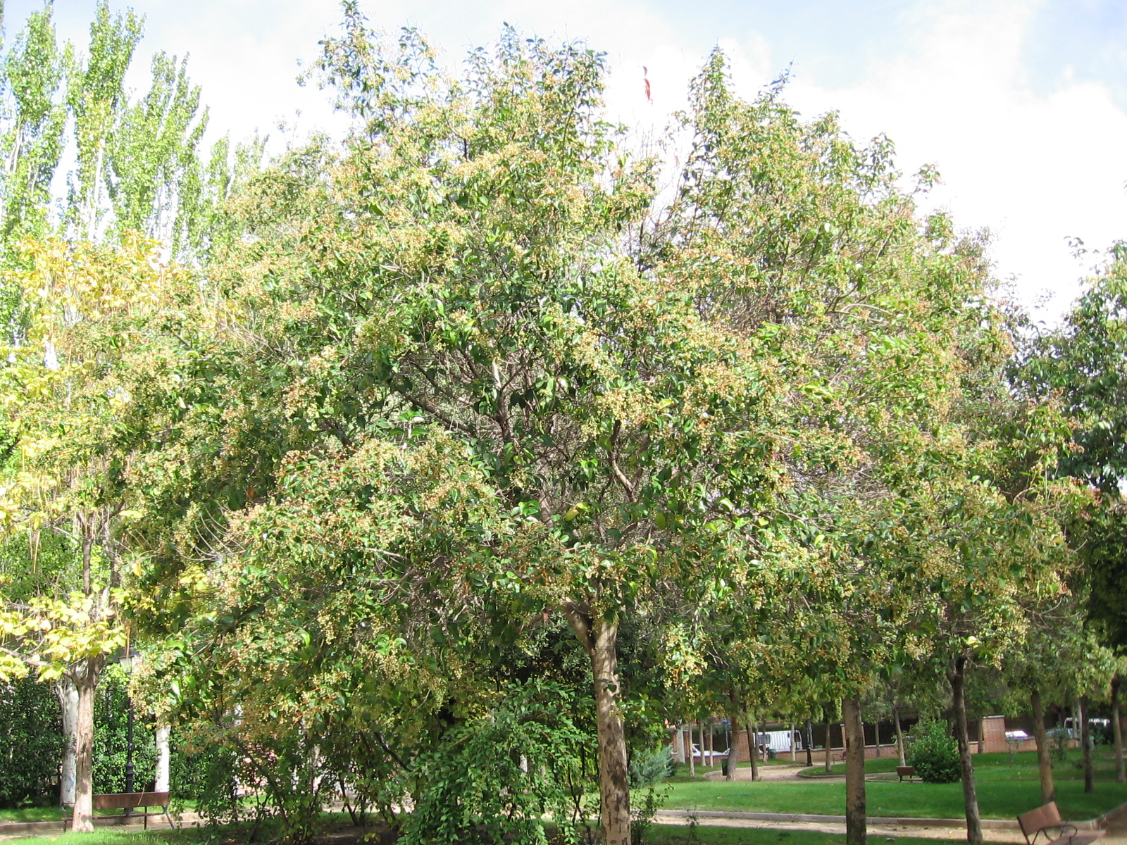 광나무(Ligustrum japonicum) — Wikimedia Commons CC 라이선스 대표 사진