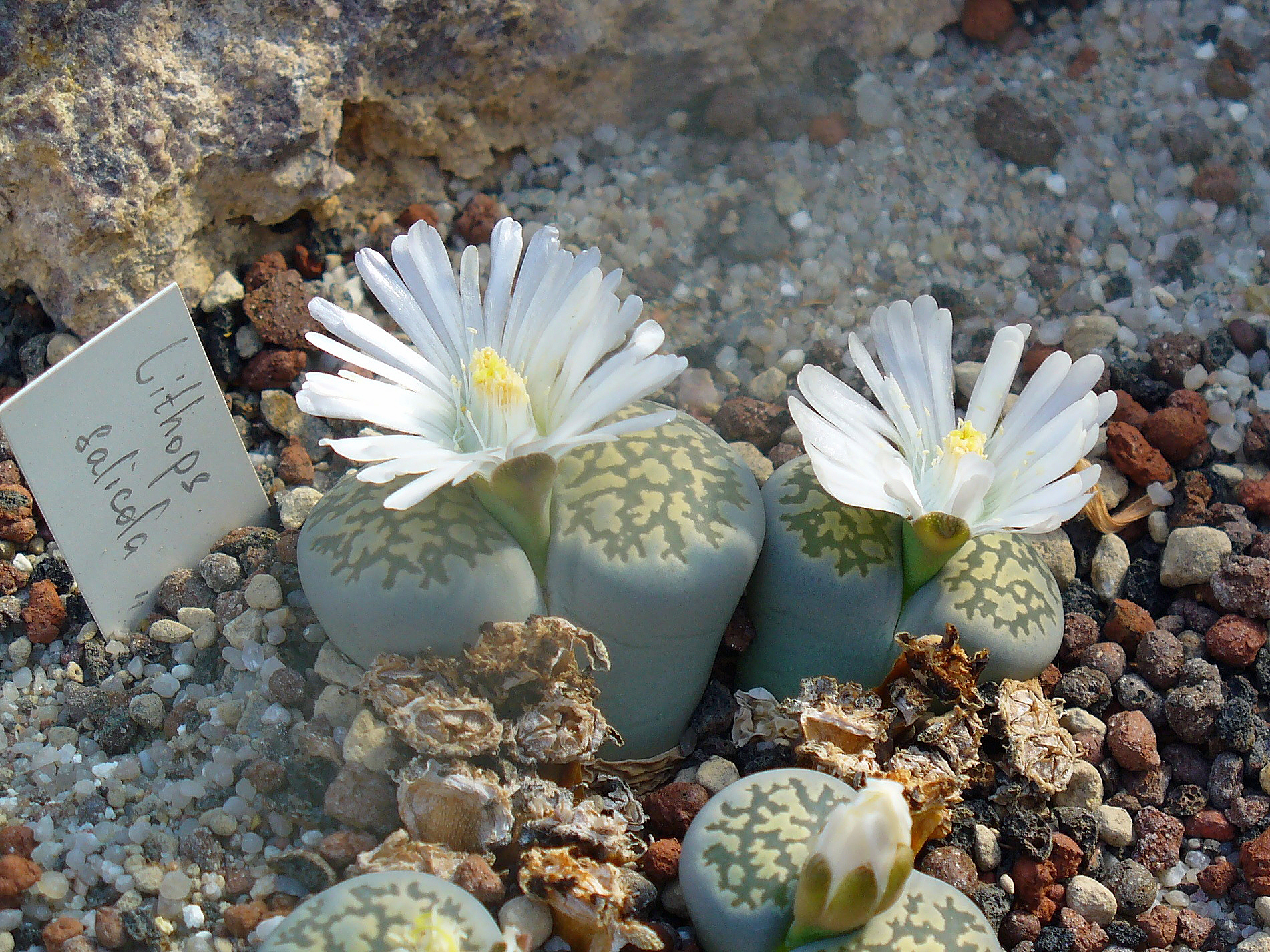 리톱스(Lithops salicola) — 돌처럼 생긴 매우 작은 다육식물