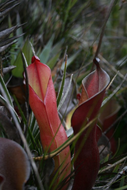헬리암포라(Heliamphora nutans) — Wikimedia Commons CC 라이선스 대표 사진