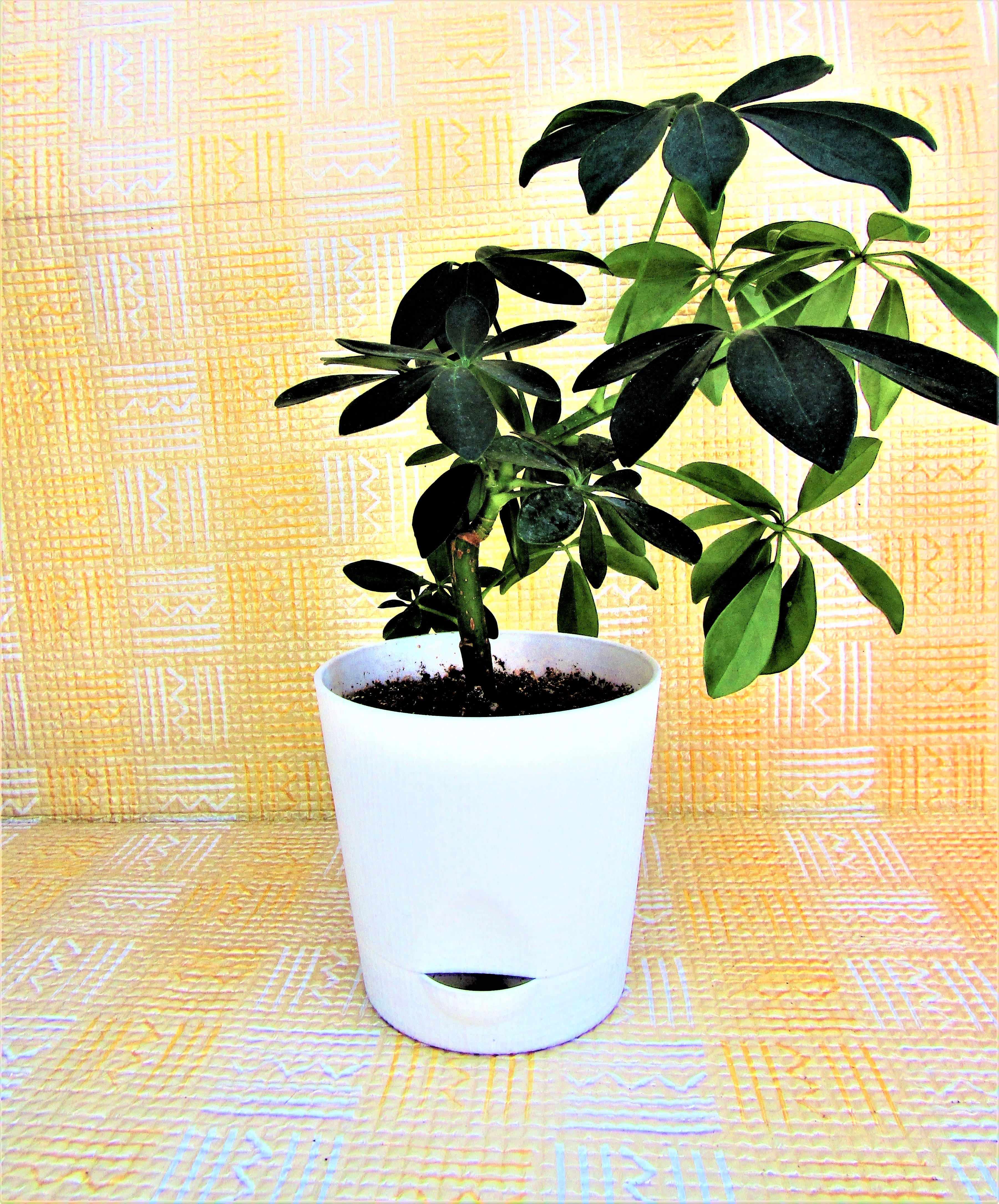 셰플레라(Schefflera arboricola) — 우산처럼 펼쳐진 손바닥 모양 잎