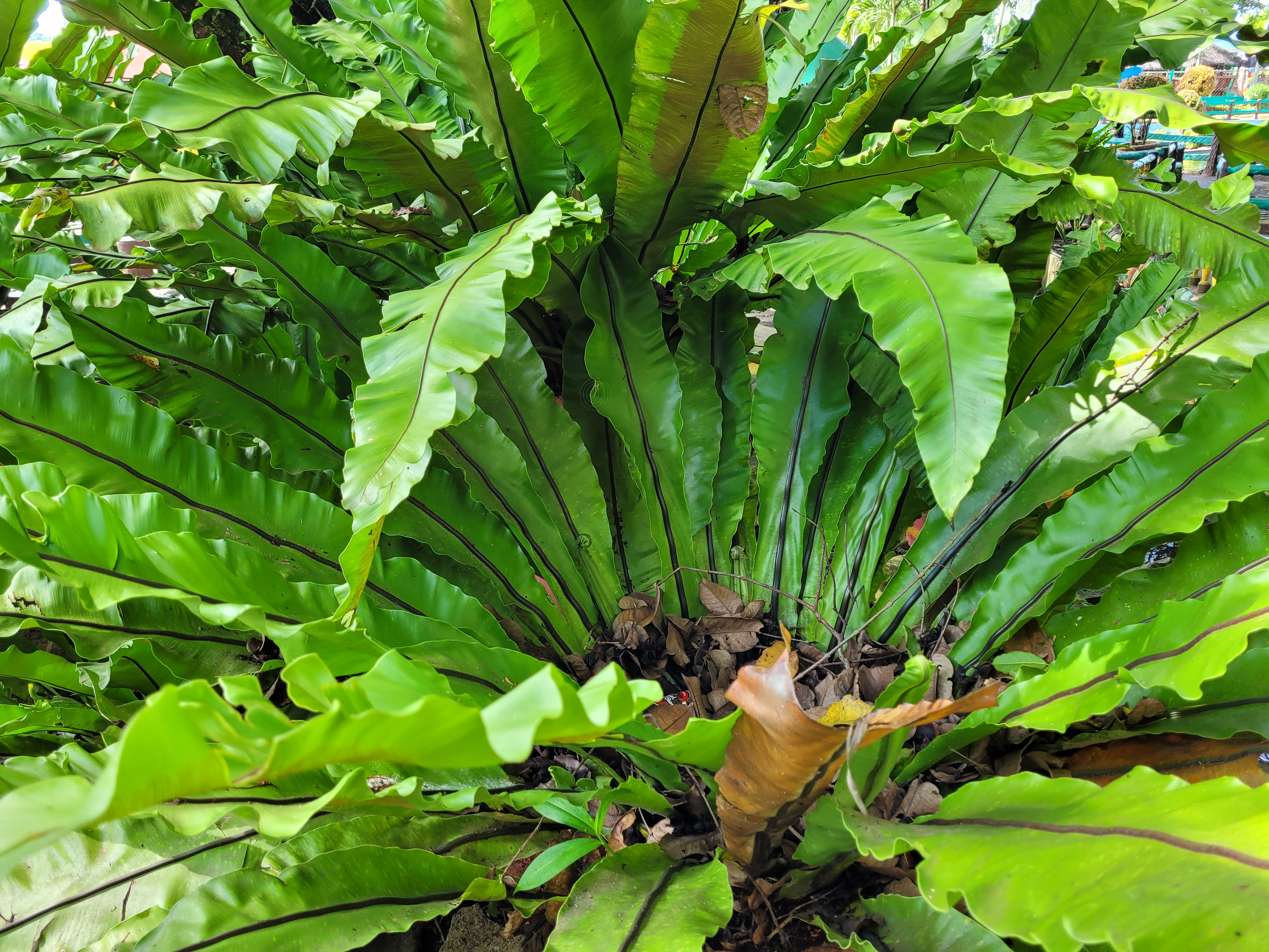 새둥지양치(Asplenium nidus) — Wikimedia Commons