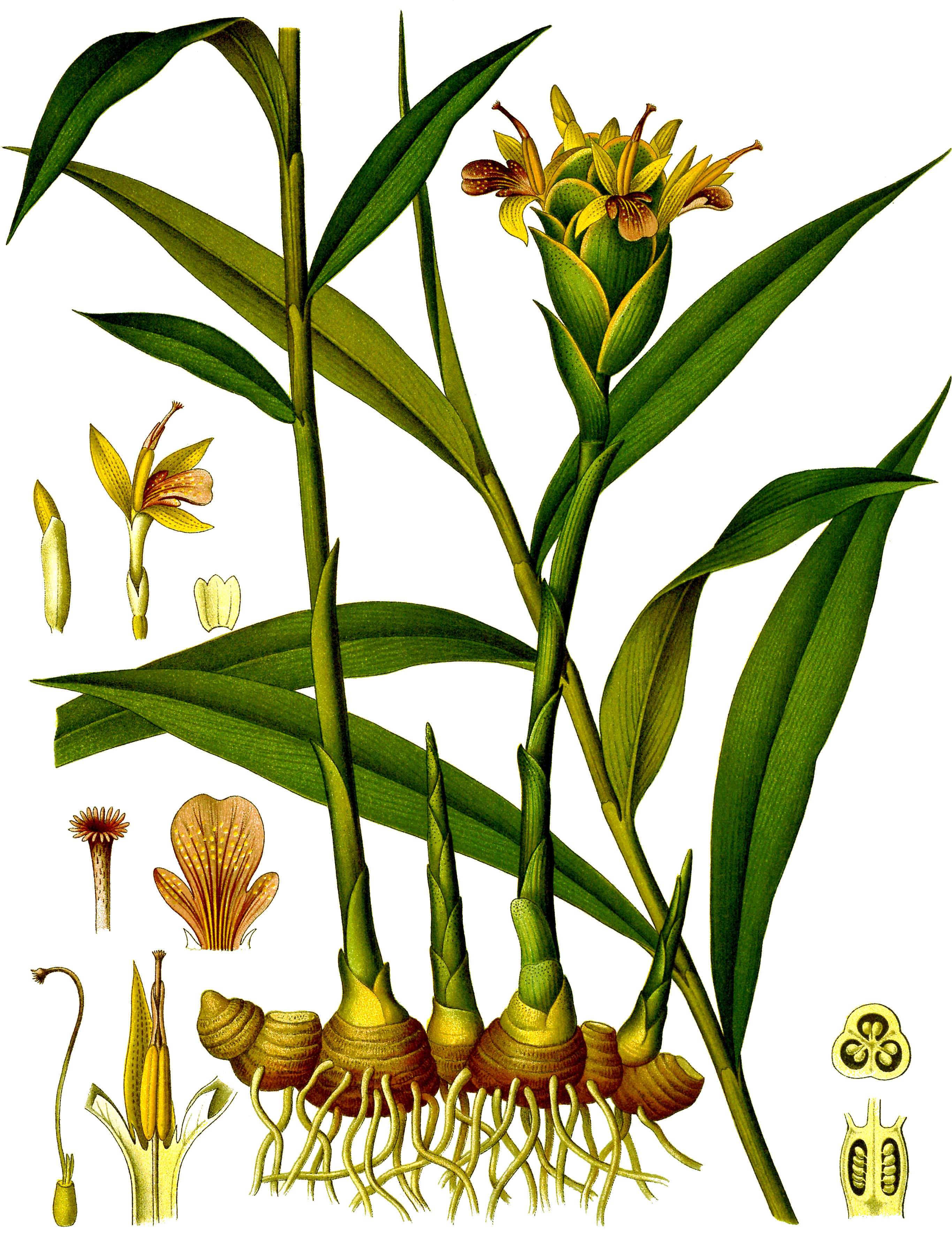 생강(Zingiber officinale) — Wikimedia Commons CC 라이선스 대표 사진