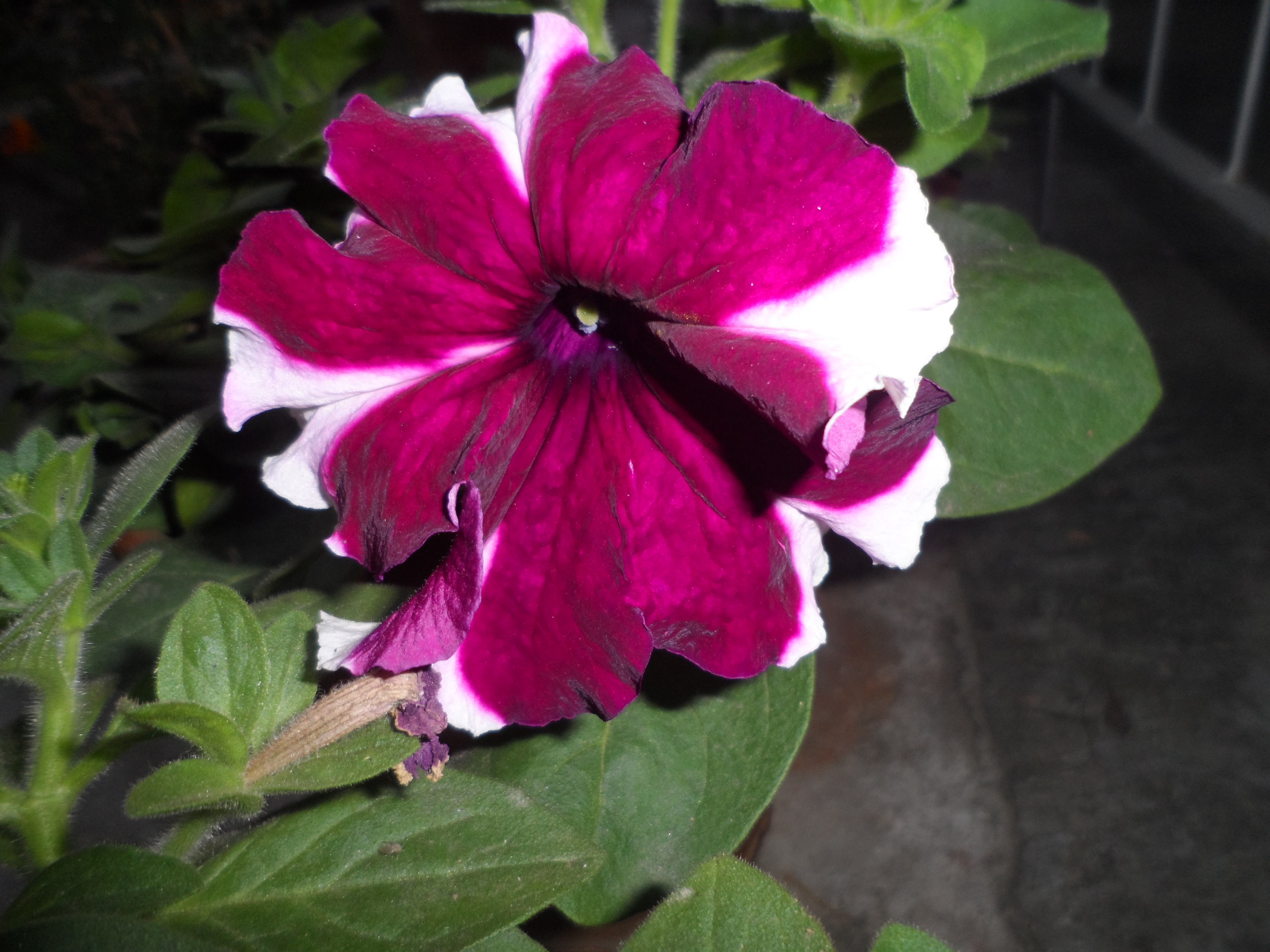 페튜니아(Petunia × hybrida) 대표 사진