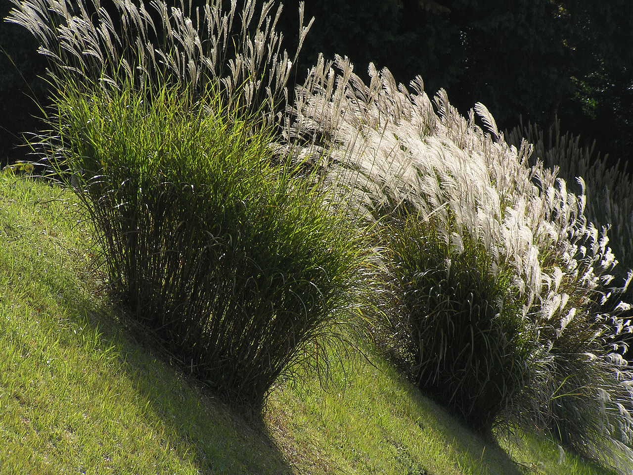 억새(Miscanthus sinensis) — Wikimedia Commons CC 라이선스 대표 사진