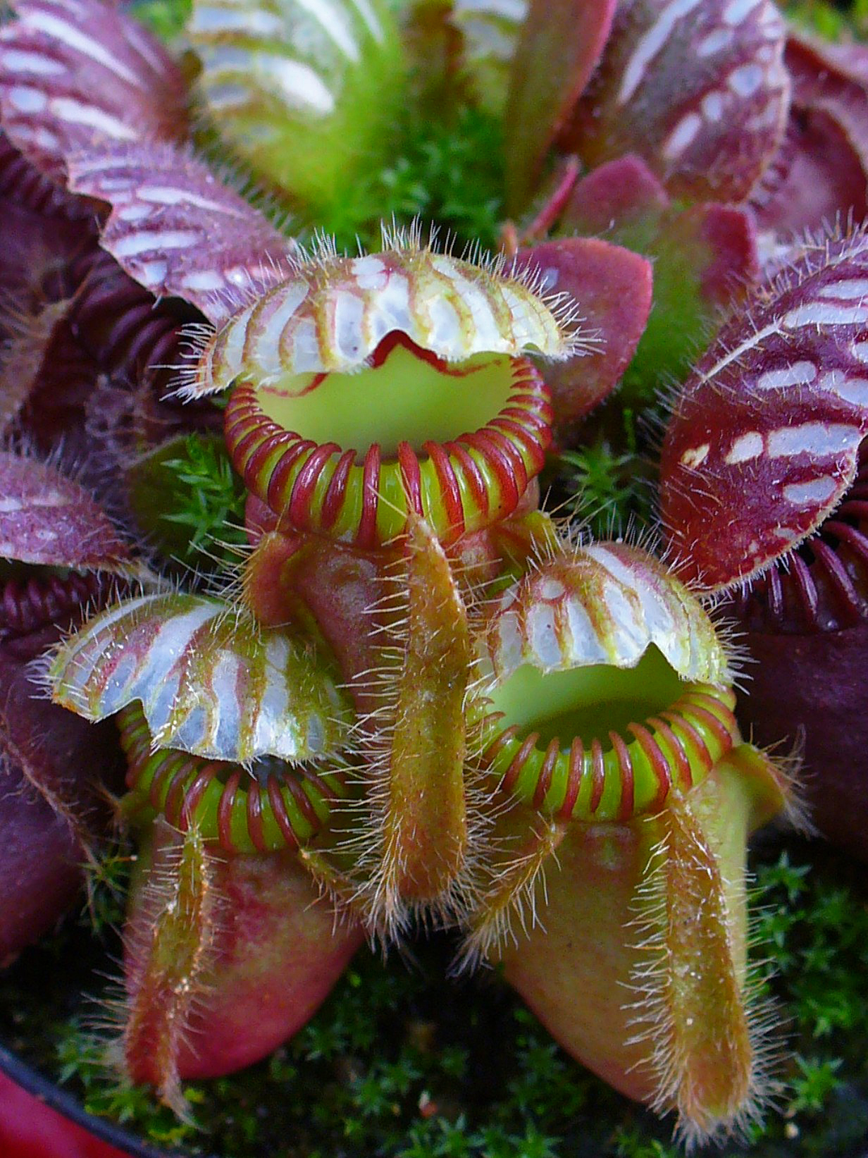 호주식충(Cephalotus follicularis) 대표 사진