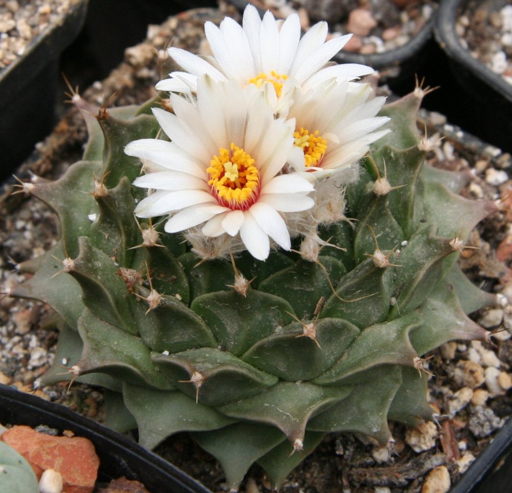 오브레고니아(Obregonia denegrii) — Wikimedia Commons CC 라이선스 대표 사진