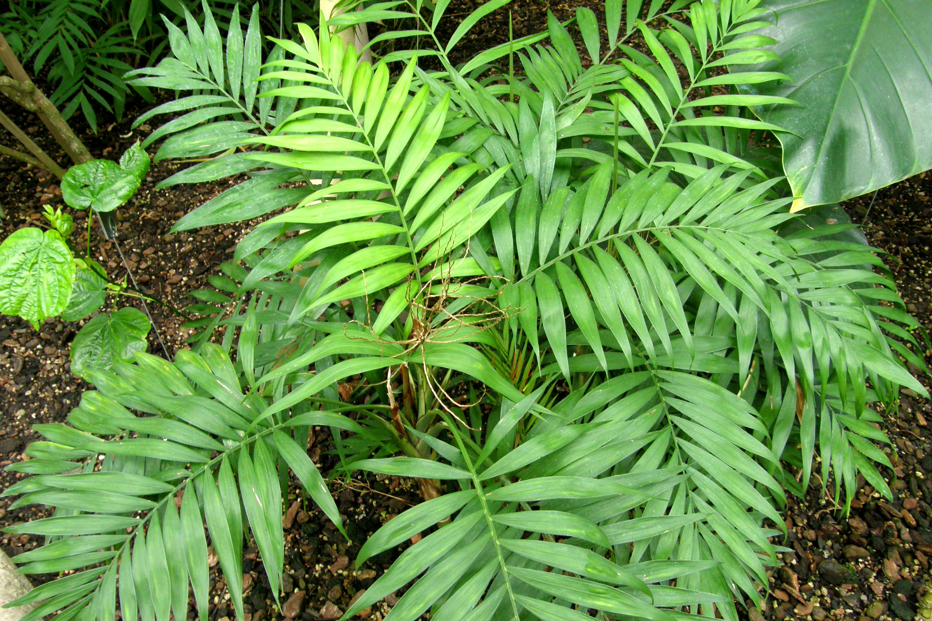 테이블야자(Chamaedorea elegans) — Wikimedia Commons