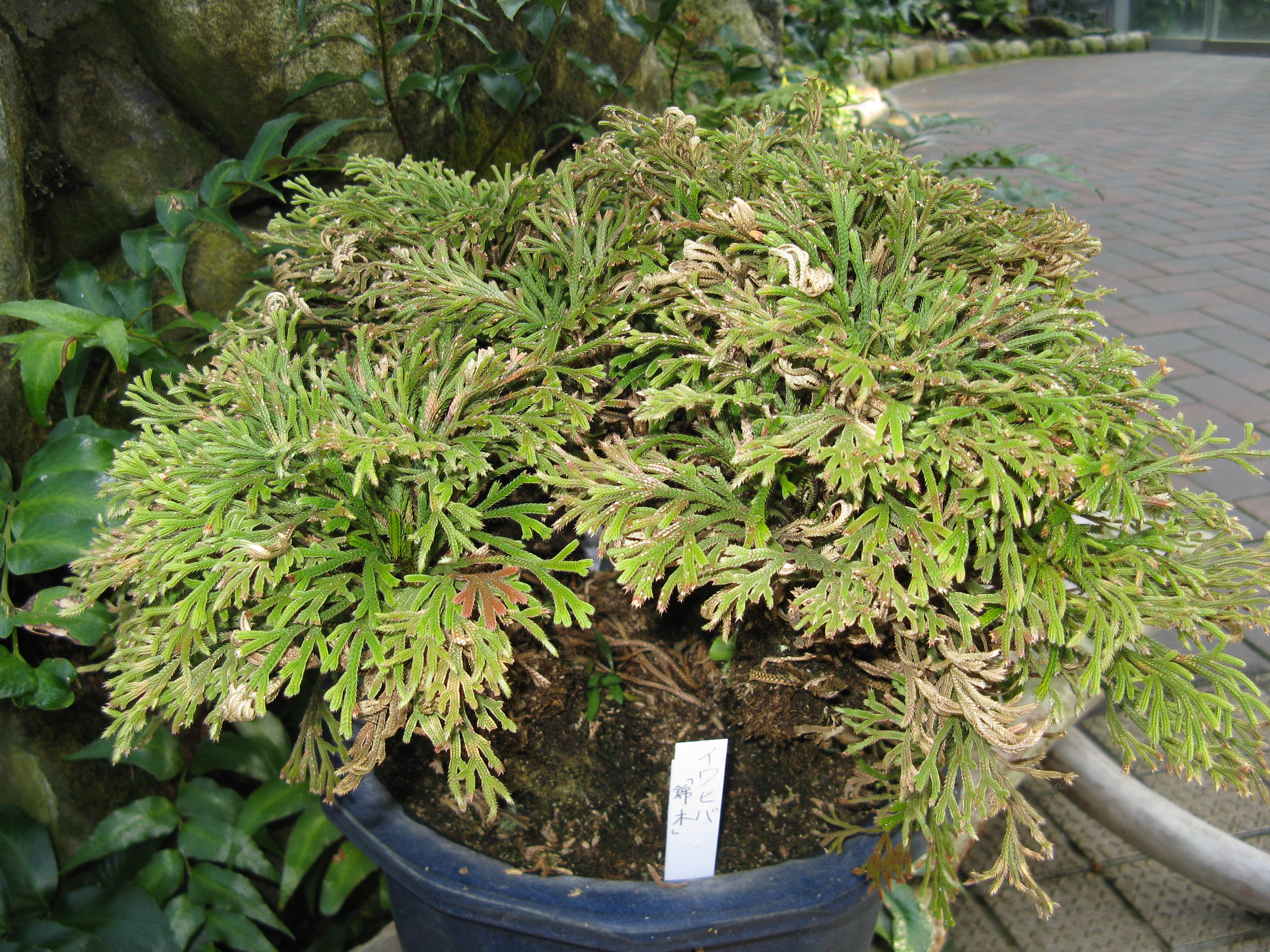 부싯깃고사리(Selaginella tamariscina) — Wikimedia Commons CC 라이선스 대표 사진