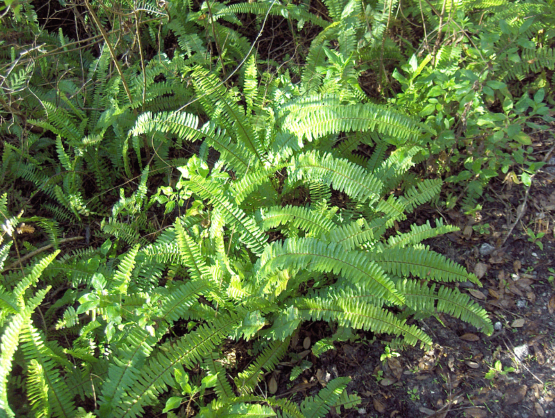 보스턴 고사리(Nephrolepis exaltata) — 풍성하게 늘어지는 양치류