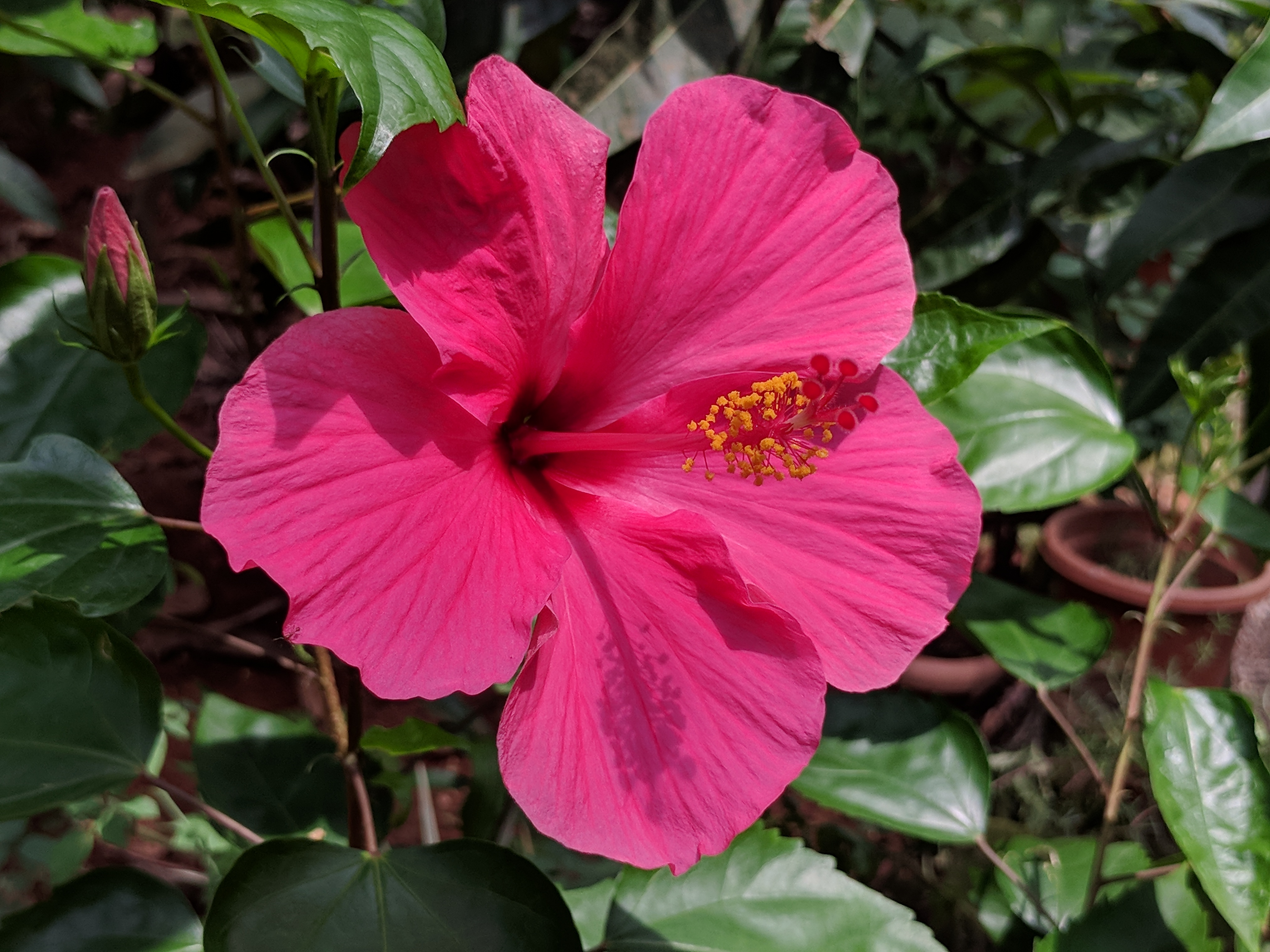 히비스커스(Hibiscus rosa-sinensis) — 큰 트로피컬 꽃