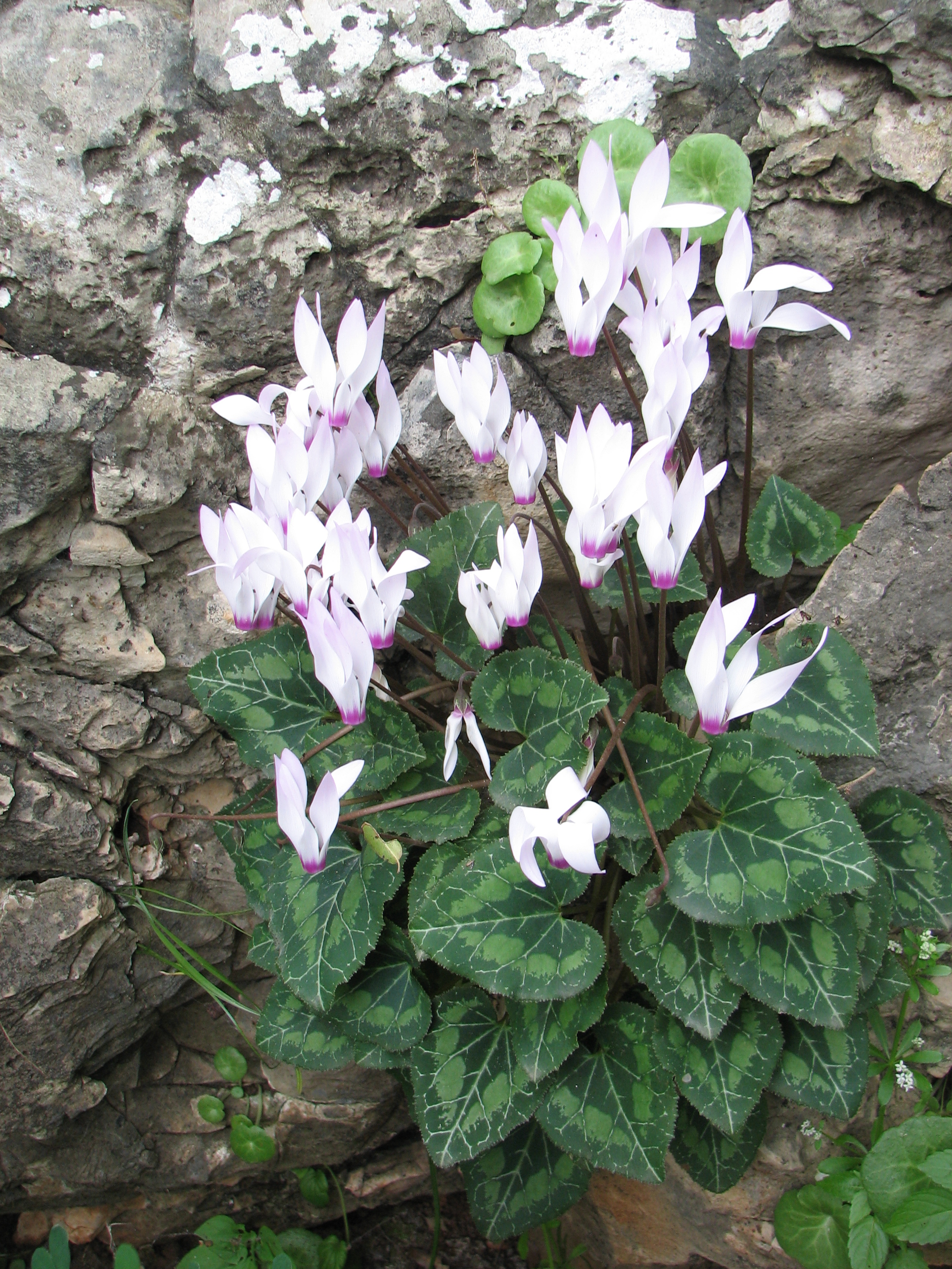 시클라멘(Cyclamen persicum) — 거꾸로 매달린 듯 핀 흰·분홍 꽃