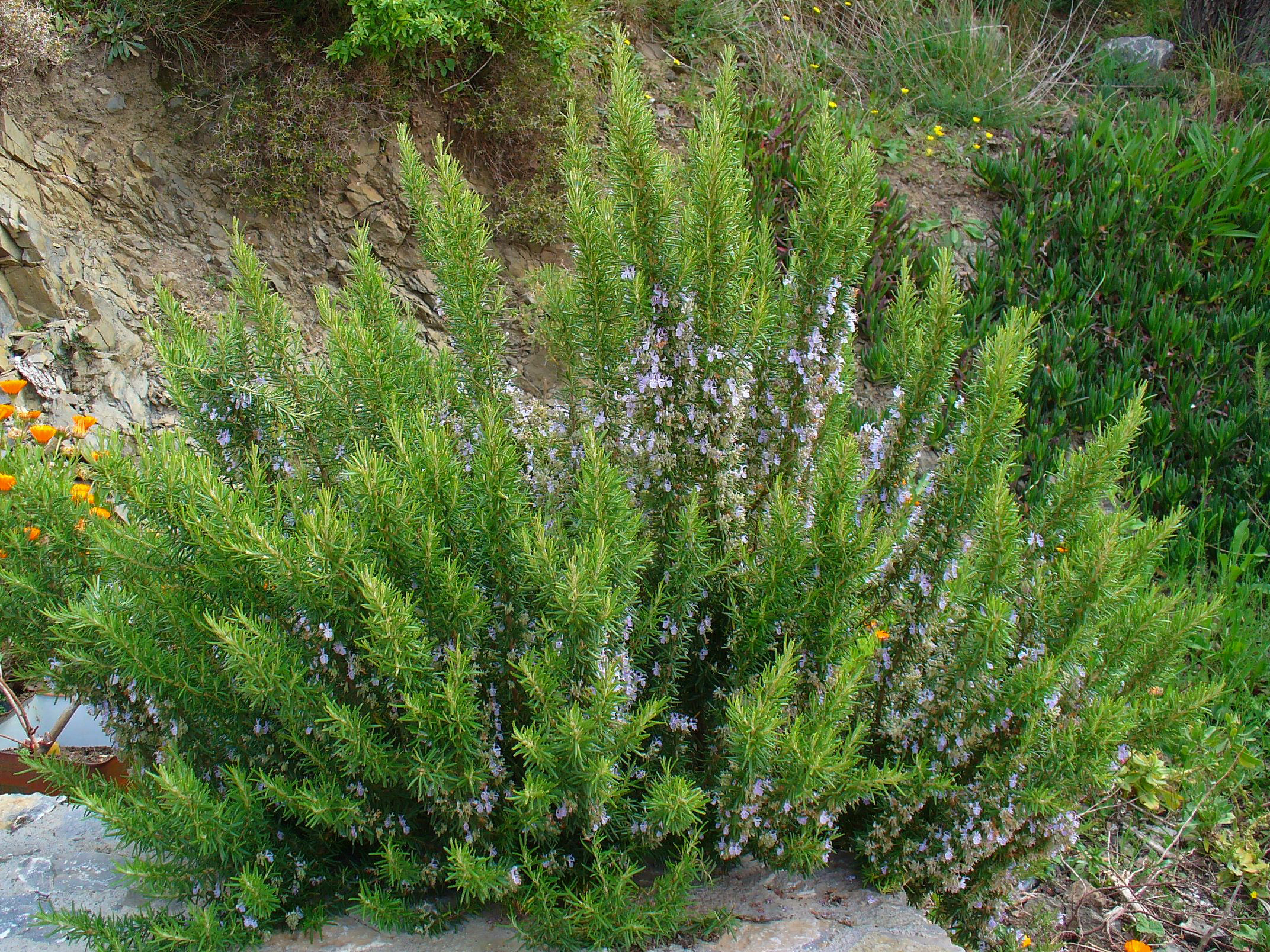 로즈마리(Salvia rosmarinus) — 지중해 원산 허브