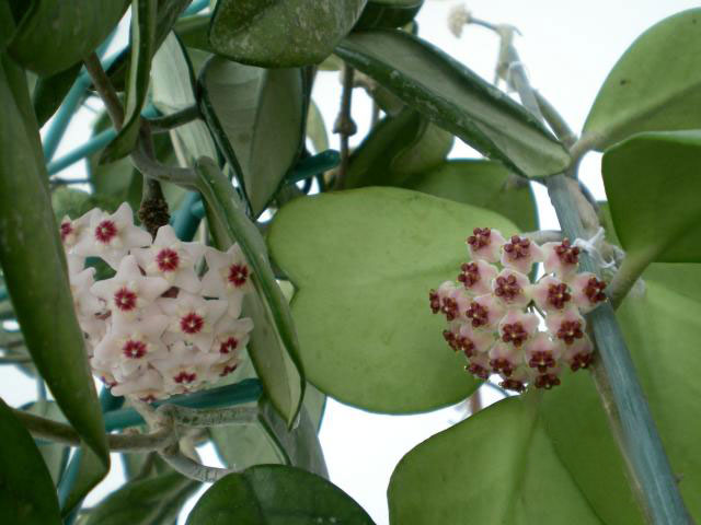 스위트하트호야(Hoya kerrii) — Wikimedia Commons