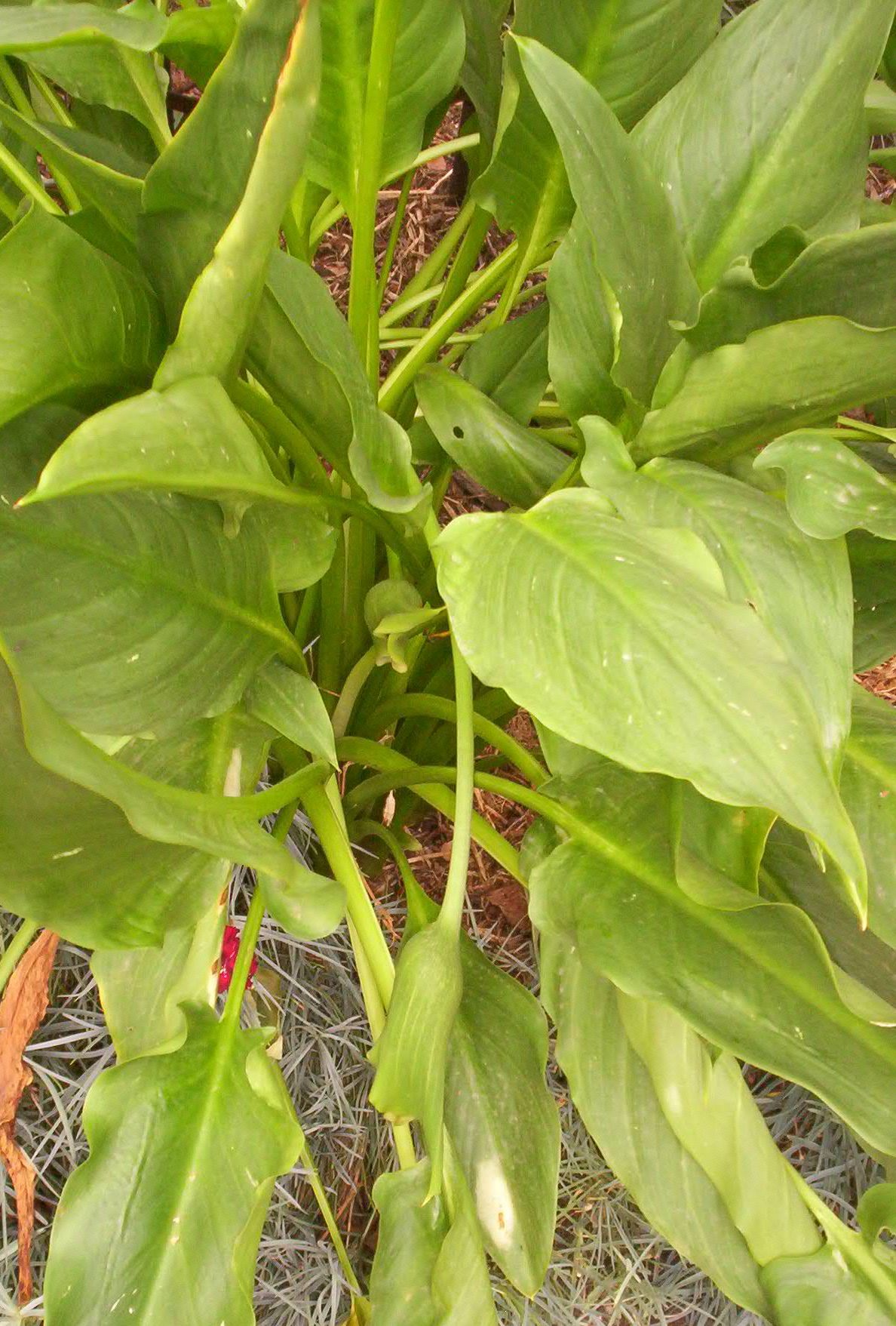 분홍칼라(Zantedeschia rehmannii) — Wikimedia Commons CC 라이선스 대표 사진